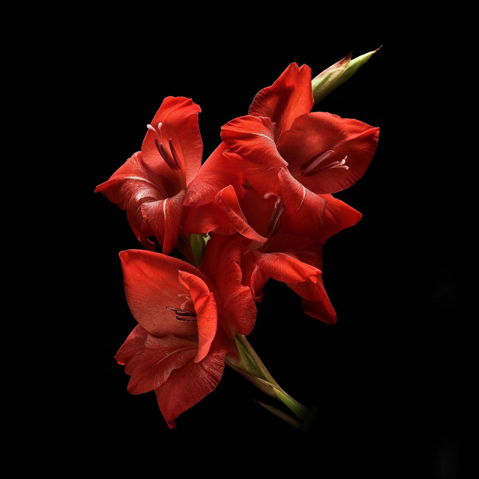 Wallpapers Gladiolus cvetok flora on the desktop