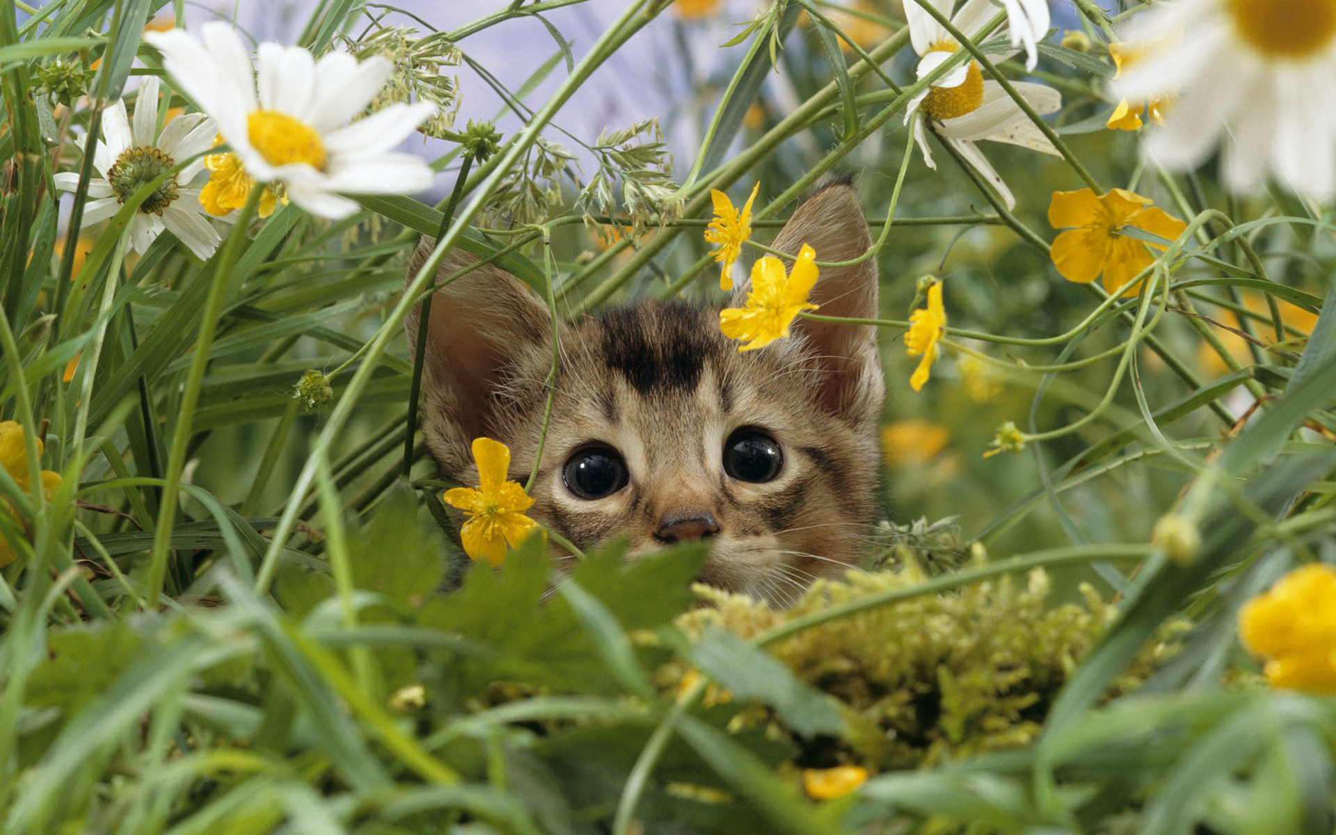 котенок одуванчик трава kitten dandelion grass загрузить