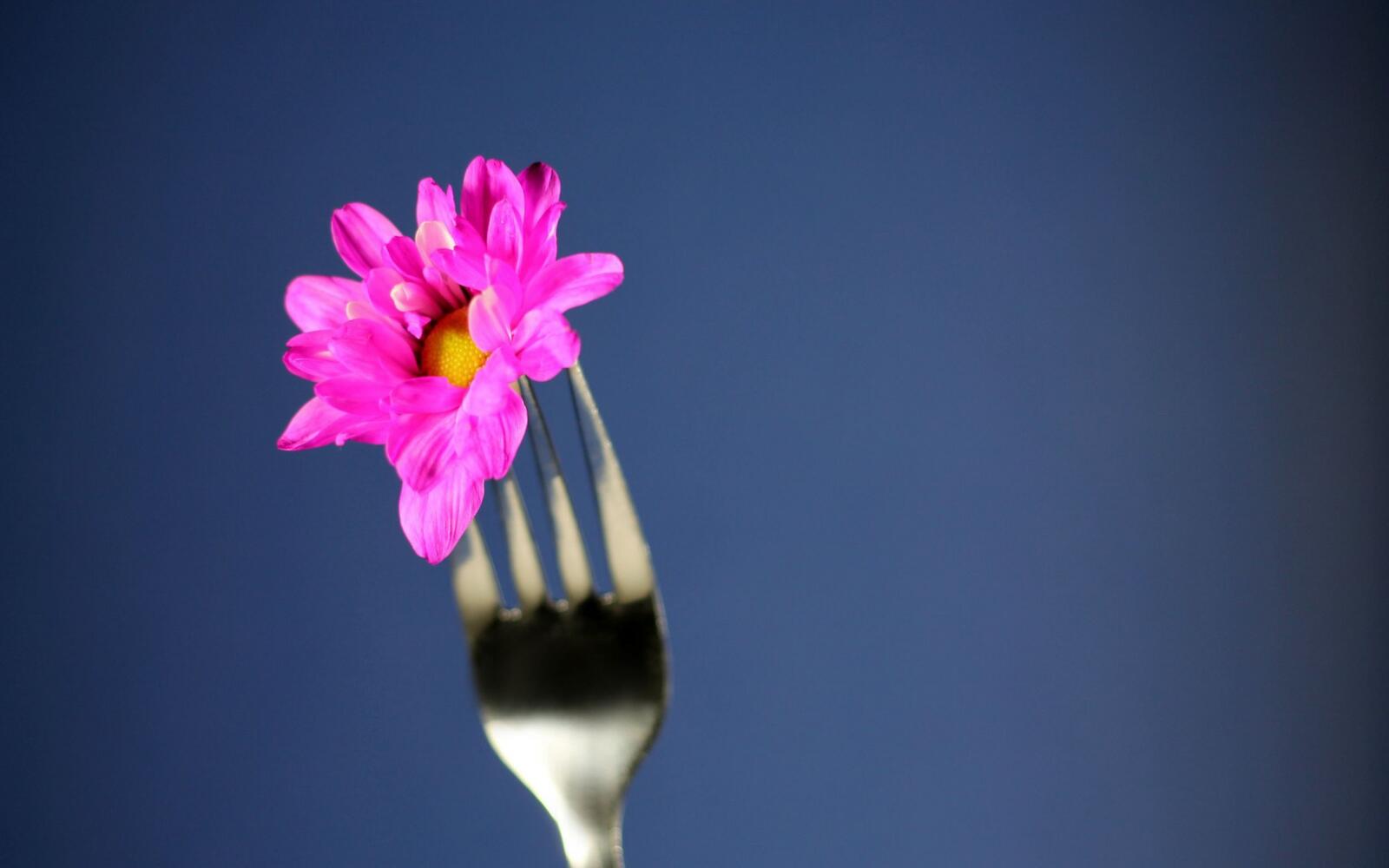 Wallpapers flower on a fork petals pink on the desktop