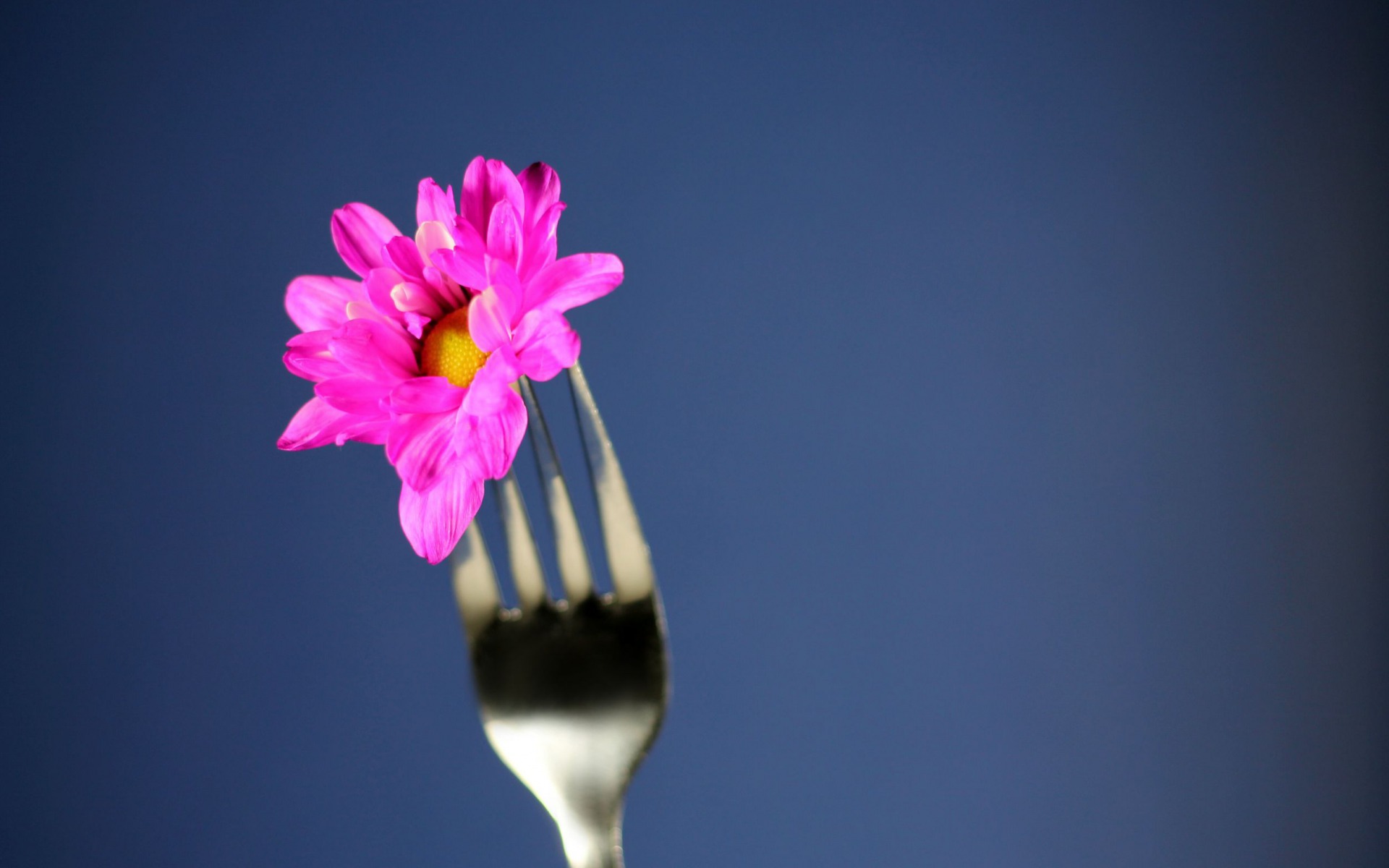 Фото бесплатно цветок на вилке, лепестки, розовые