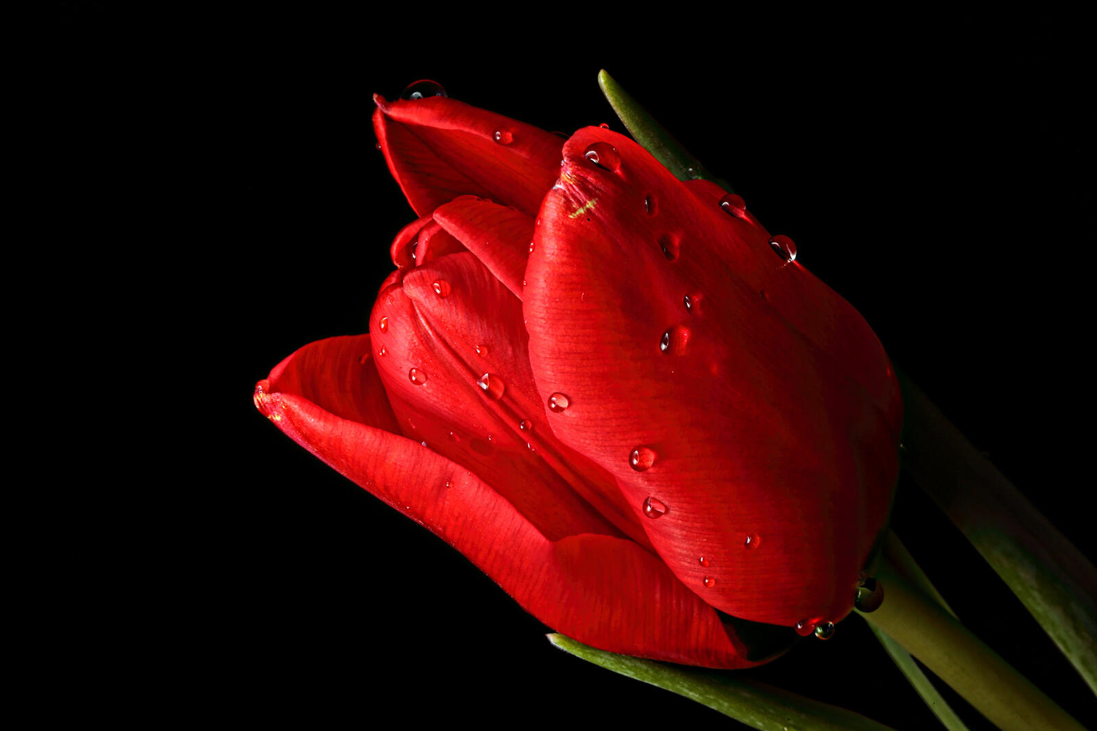 К чему дарят красные тюльпаны. Красные тюльпаны. Алые тюльпаны. Красные тюльпаны на черном фоне. Тюльпаны на темном фоне.