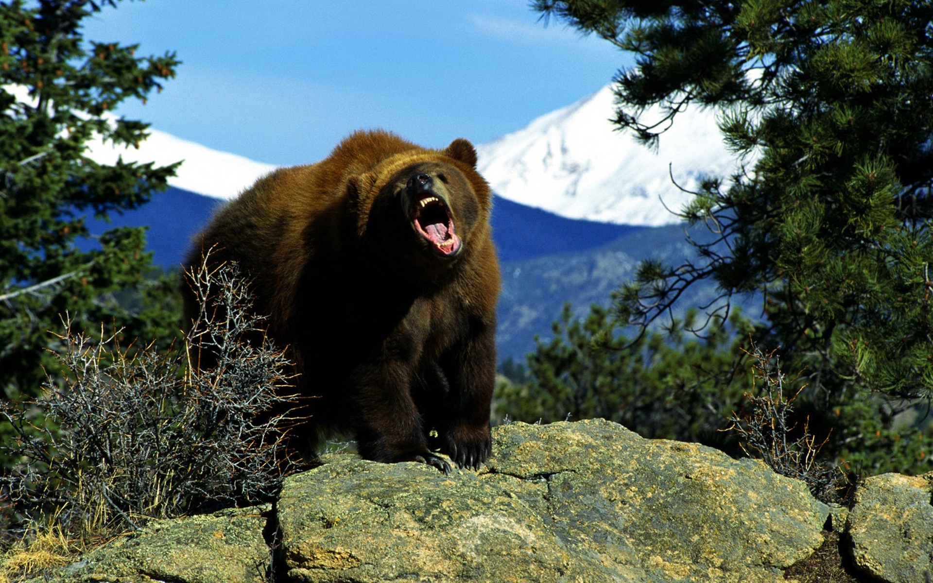 медведь на скалах загрузить