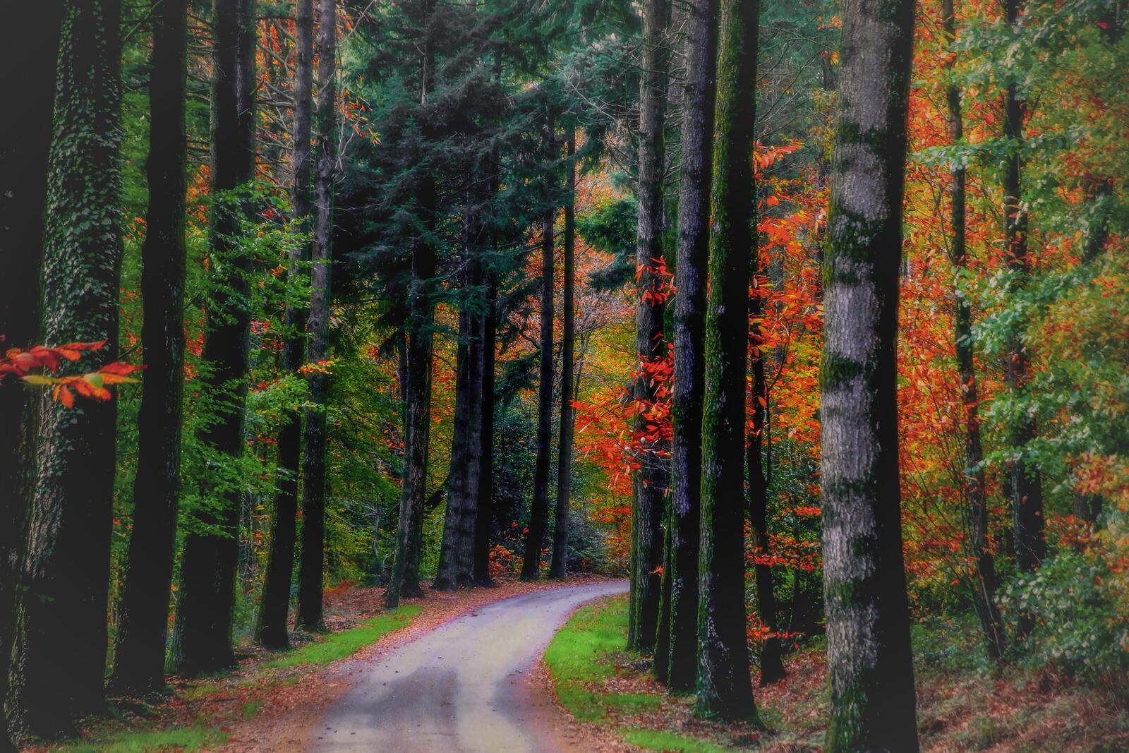 Wallpapers forest road through the forest landscapes on the desktop