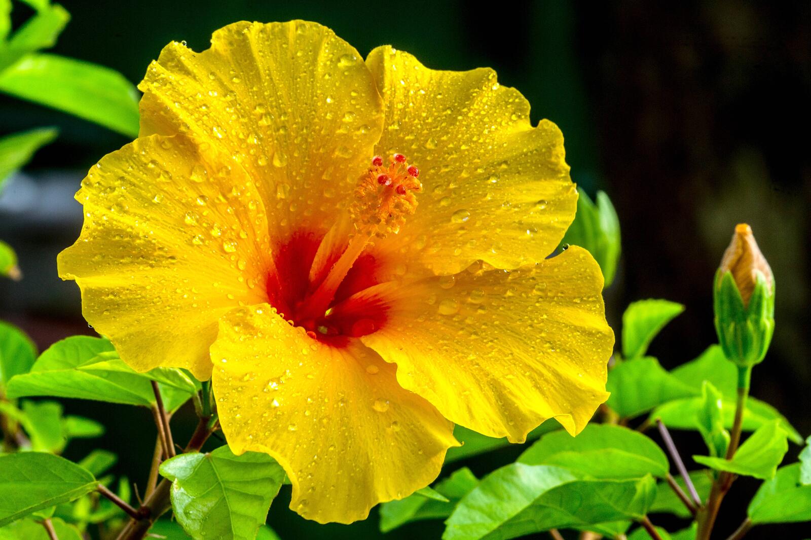 Wallpapers hibiscus yellow flowers yellow buds on the desktop
