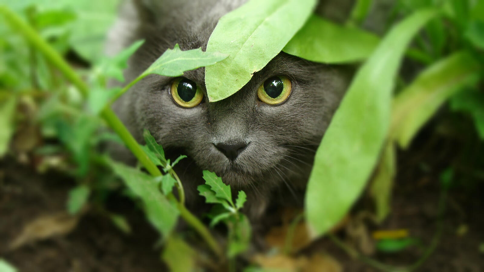 Wallpapers cat sneaks grass on the desktop