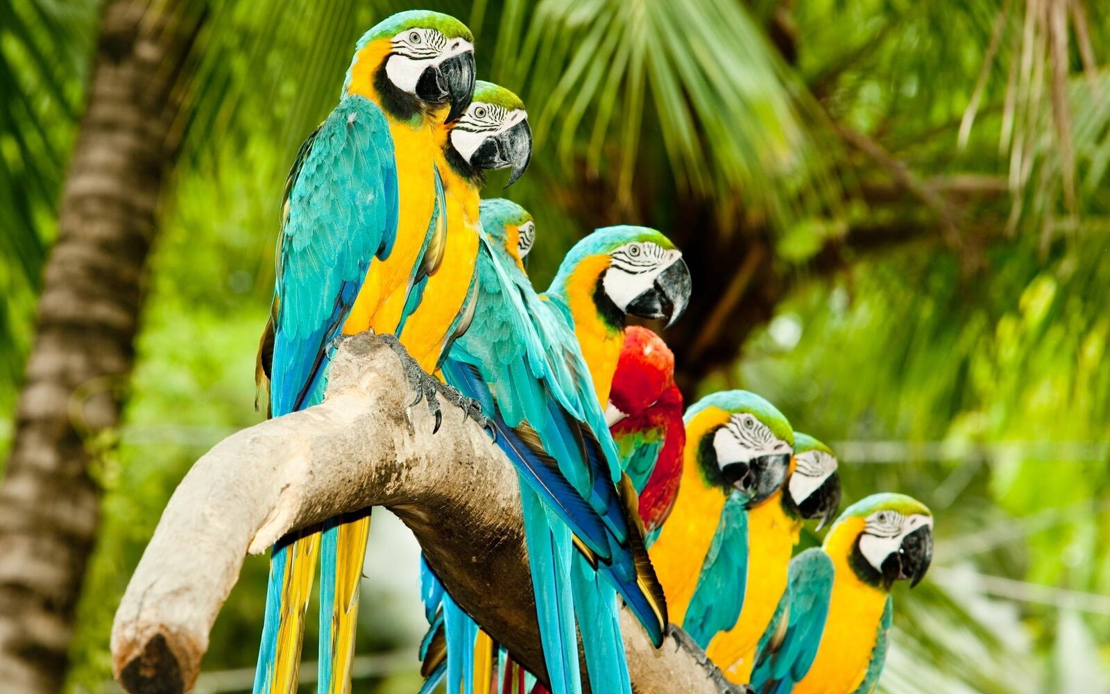 Wallpapers parrots palm trees jungle on the desktop