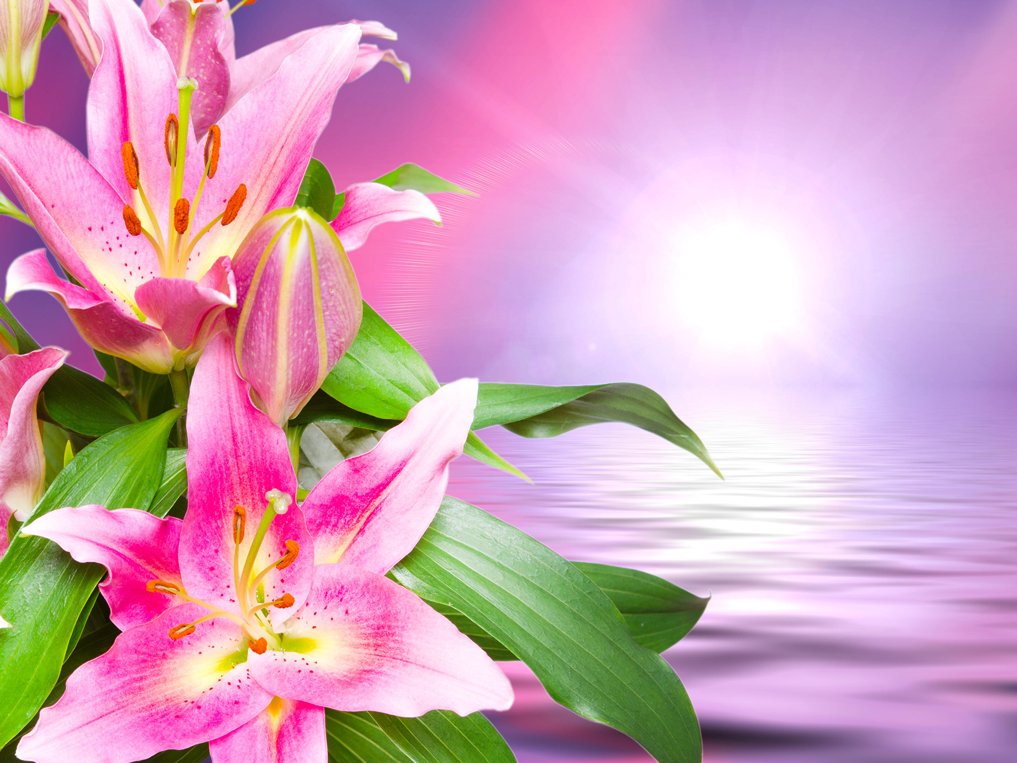 Wallpapers beautiful background lily beautiful flowers on the desktop