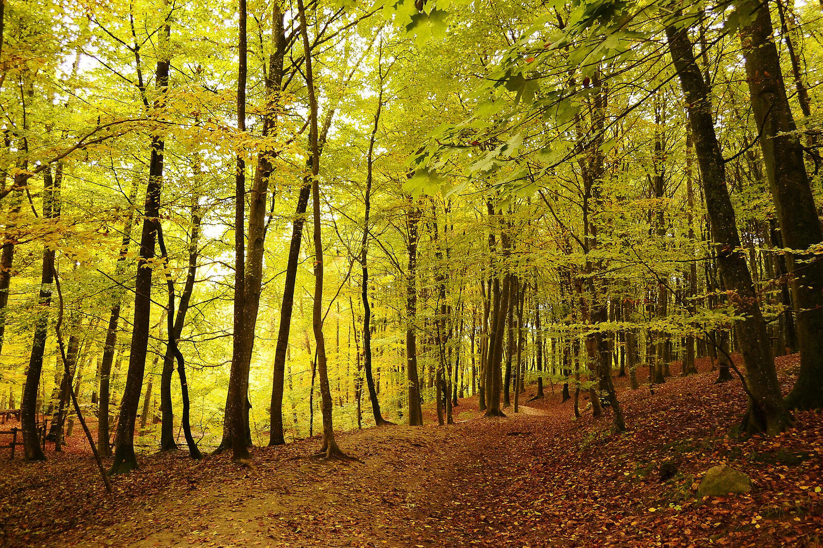Обои деревья дорога по лесу осень на рабочий стол