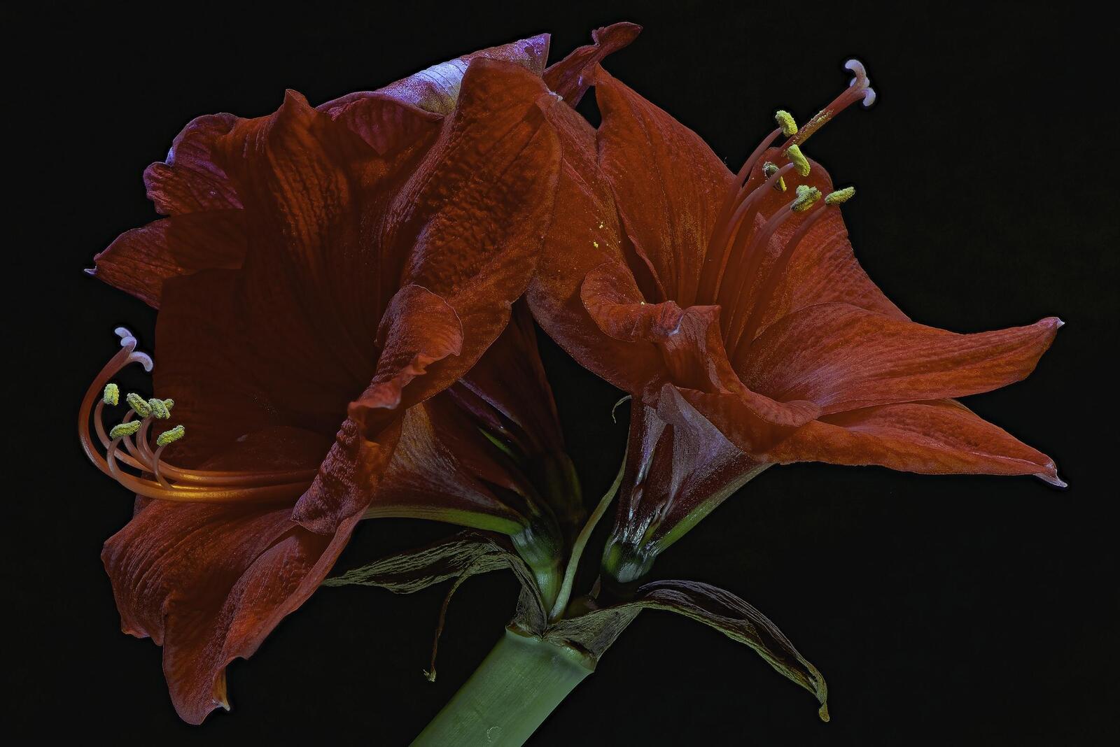 Обои amaryllis два цветка цветок на рабочий стол