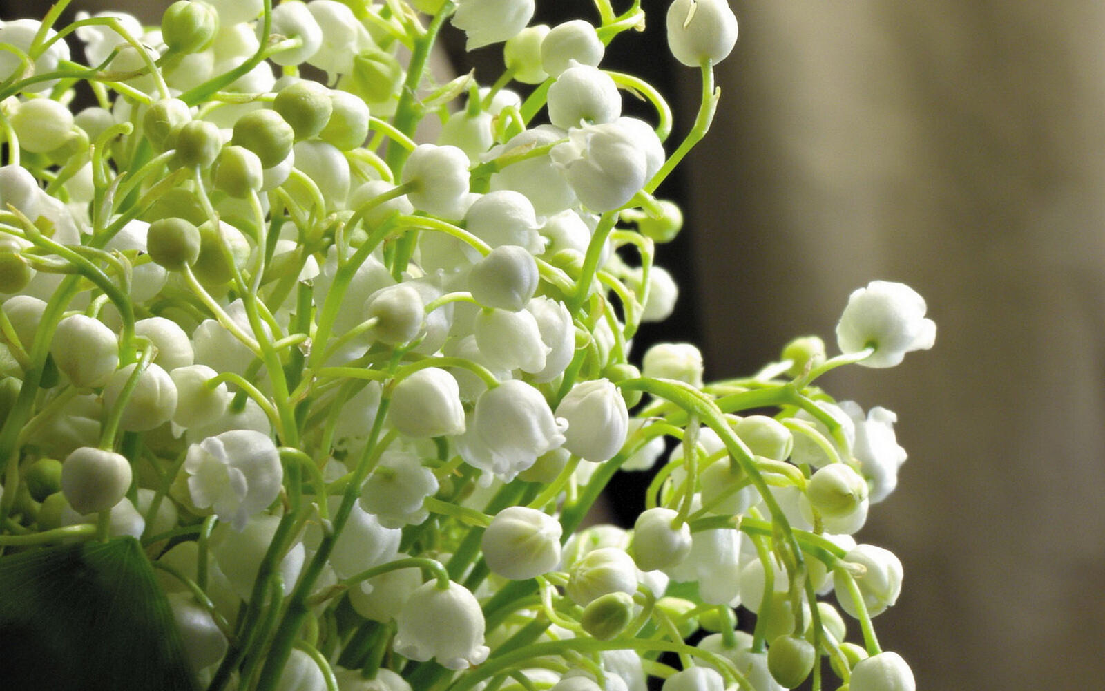 Wallpapers lily of the valley bells petals on the desktop