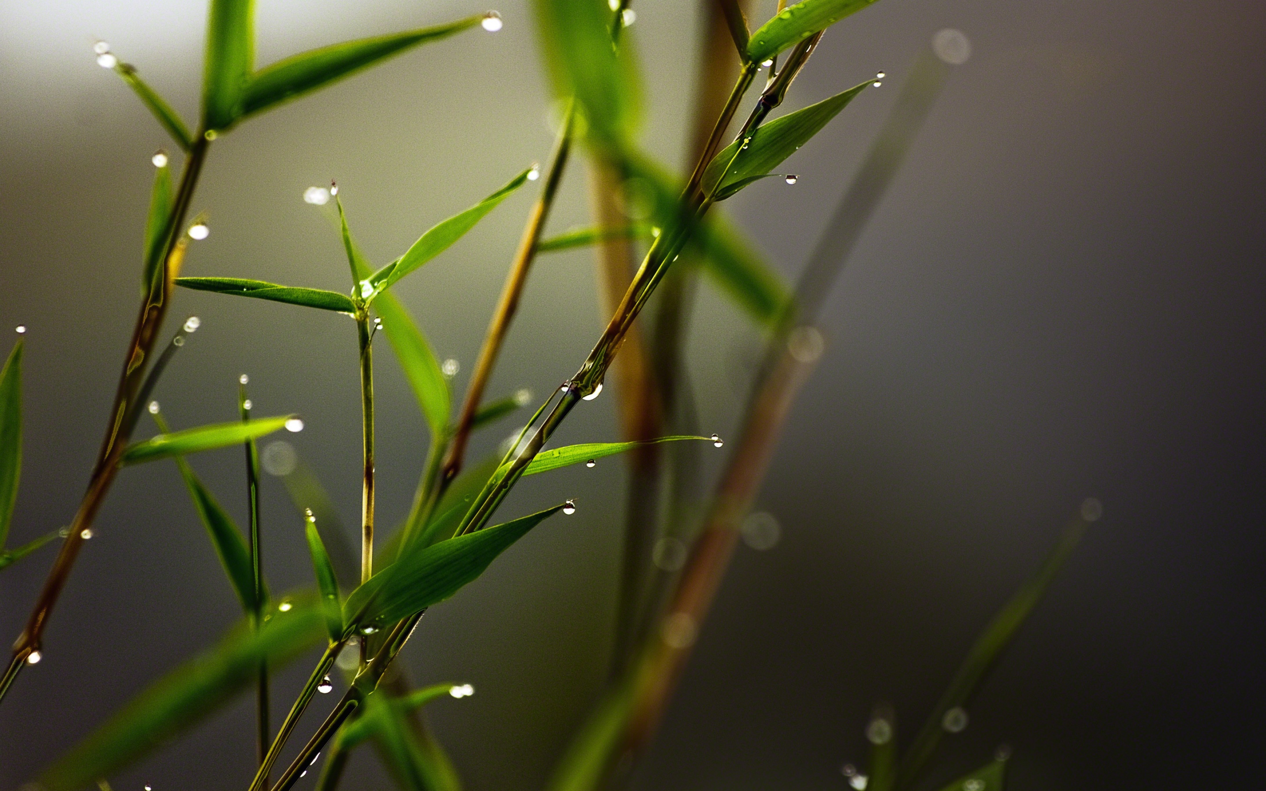 Wallpapers grass branches dew on the desktop
