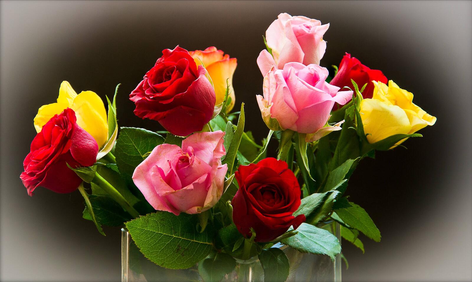 Обои роза розы цветные розы на рабочий стол