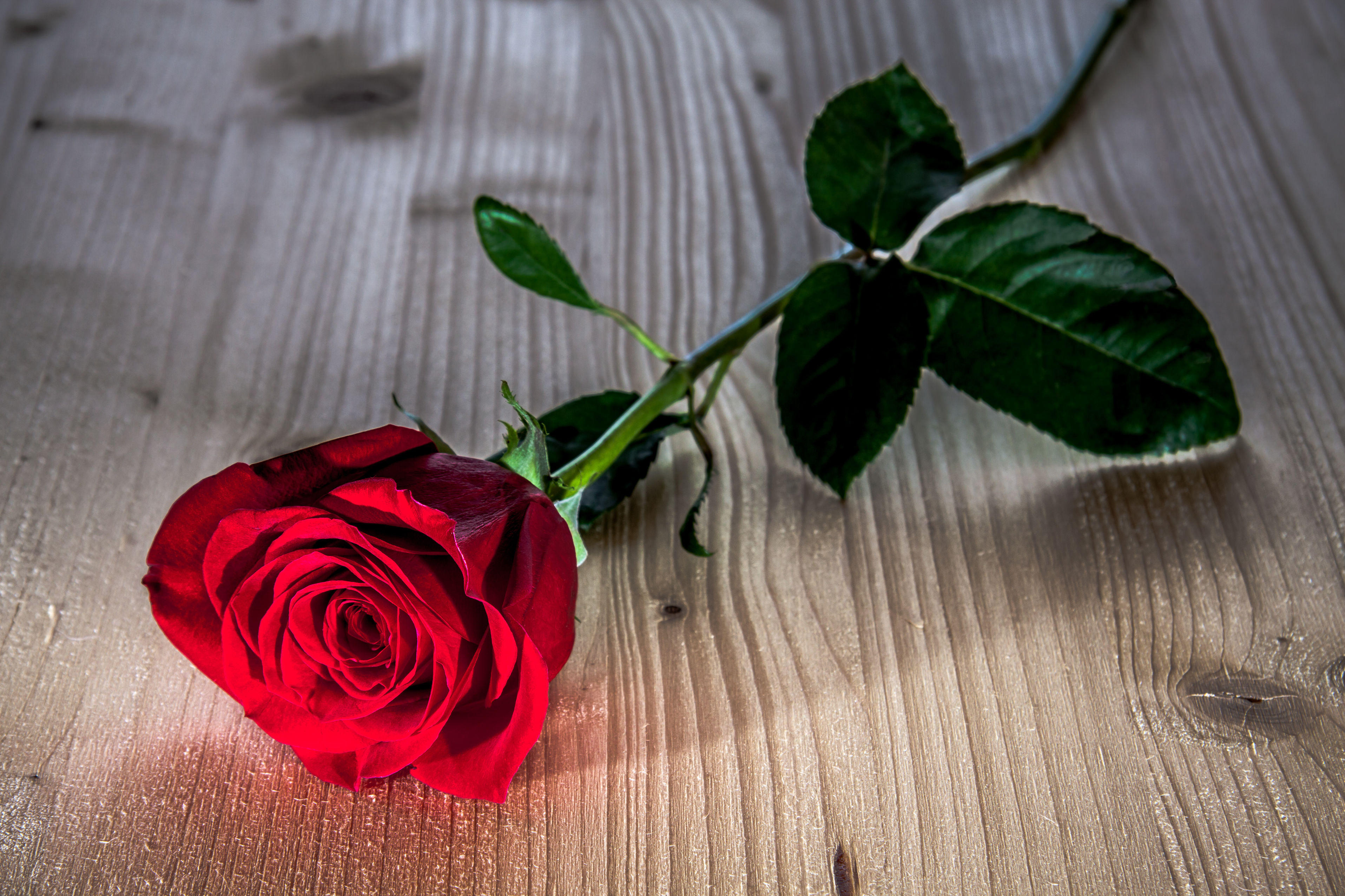 Обои красный бутон одинокая роза флора на рабочий стол