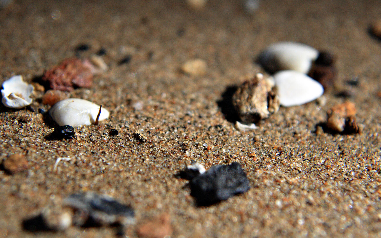 Wallpapers seashells pebbles shore on the desktop