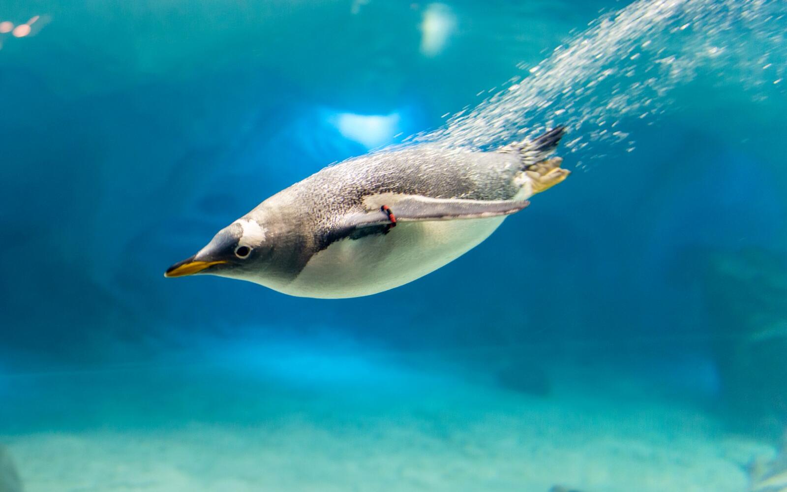 Wallpapers ocean penguin dive on the desktop