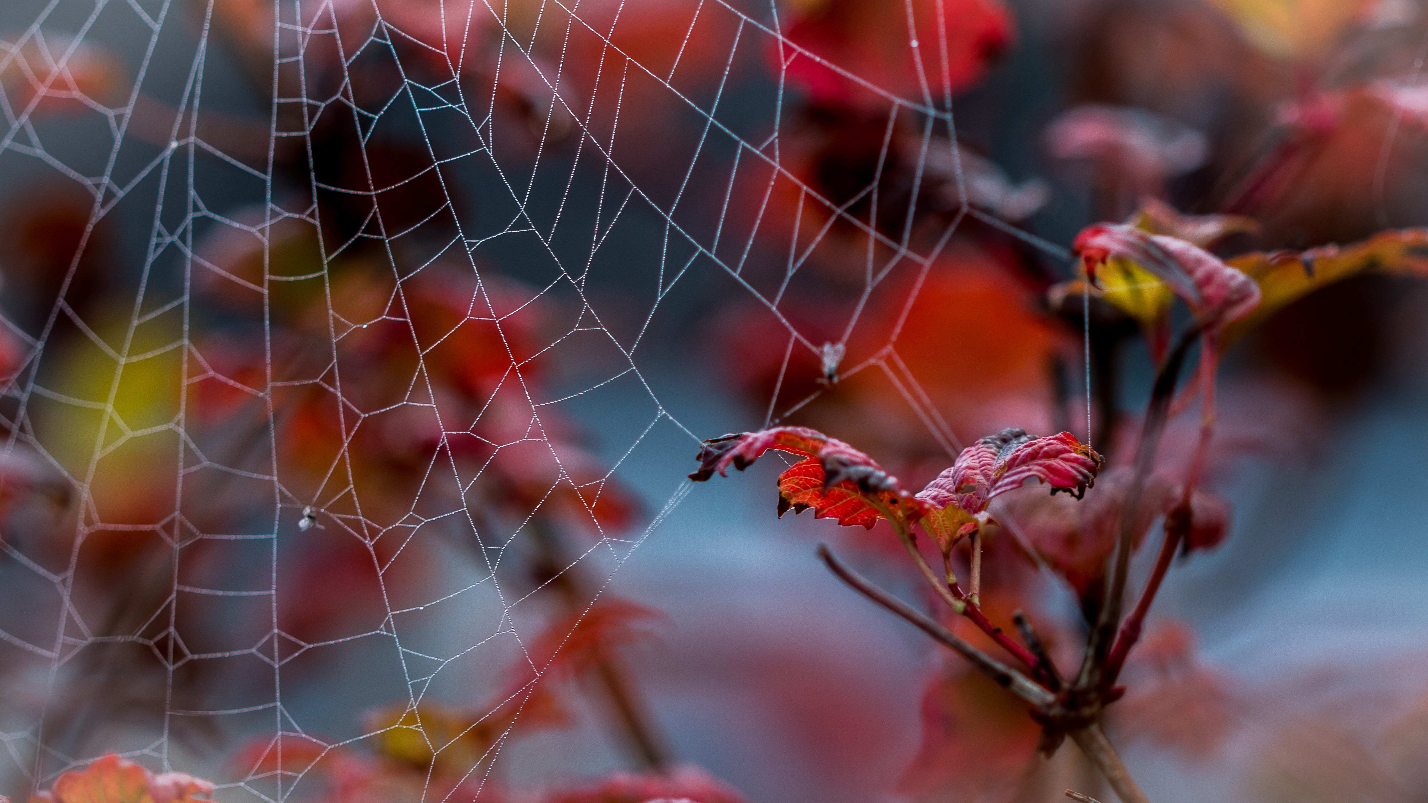 Фото бесплатно паутина, листья, ветка