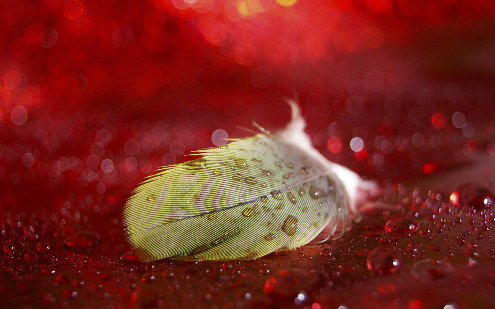 Wallpapers feather surface red on the desktop