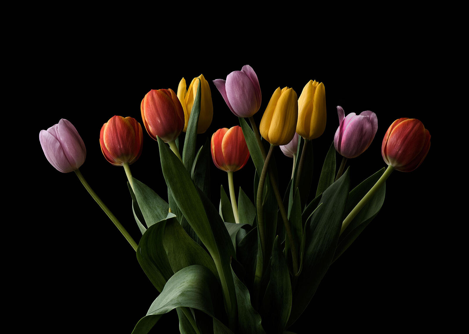 Wallpapers tulips colorful bouquet bouquet on the desktop