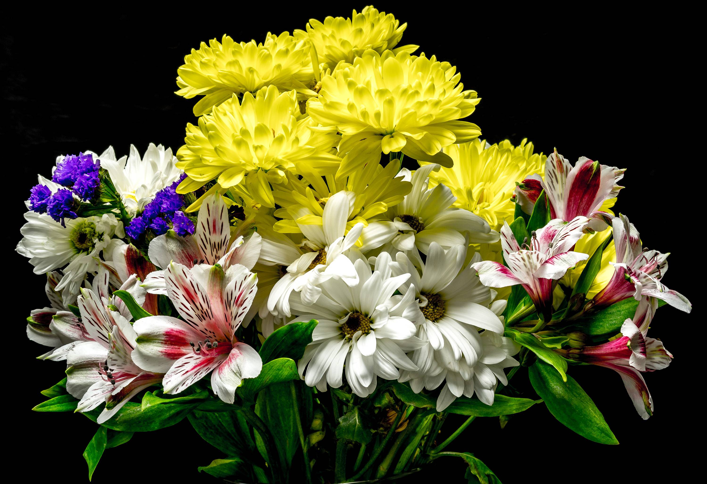 Фото бесплатно Цветы, черный фон, хризантемы