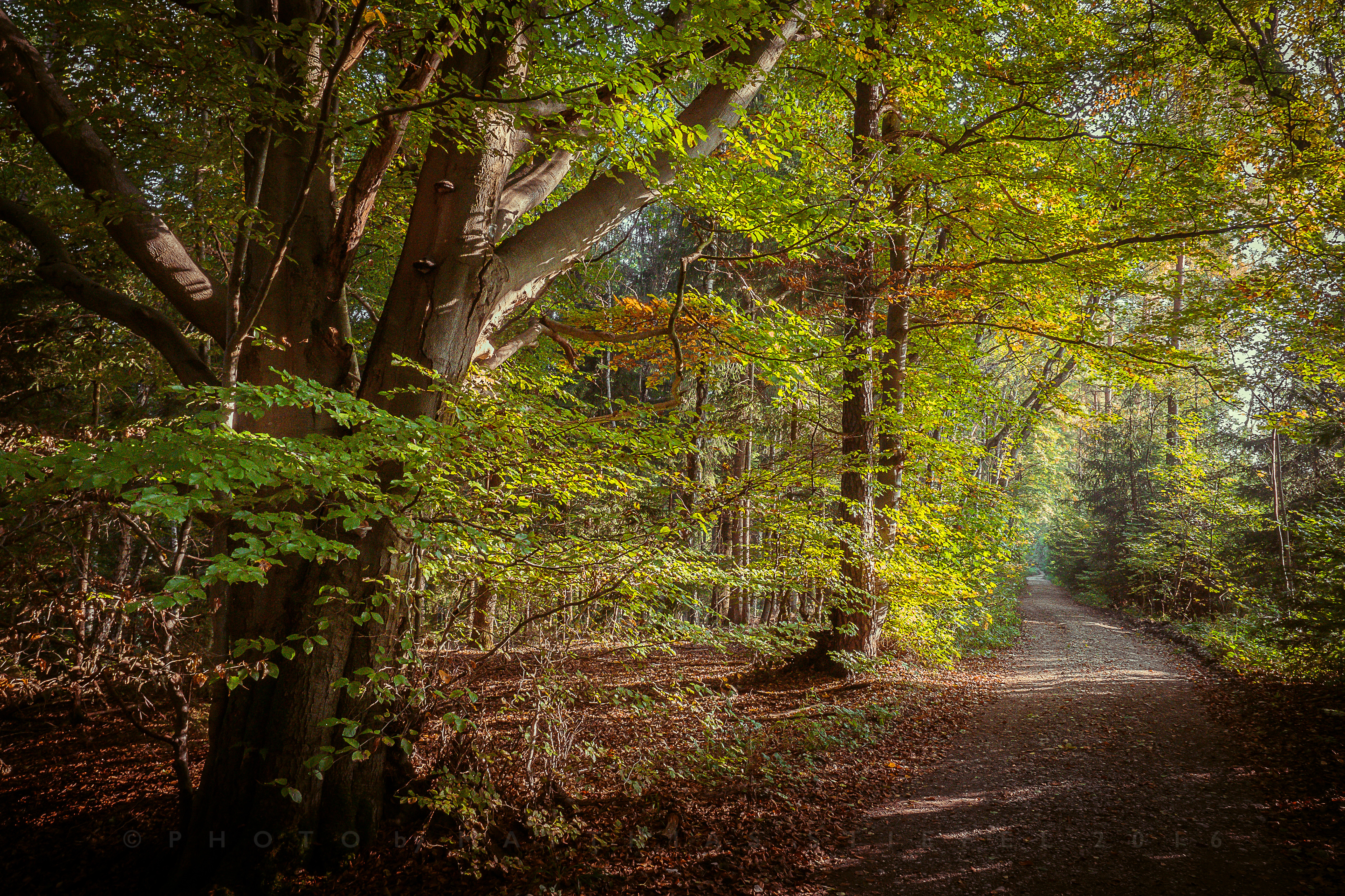 Wallpapers road forest path landscapes on the desktop