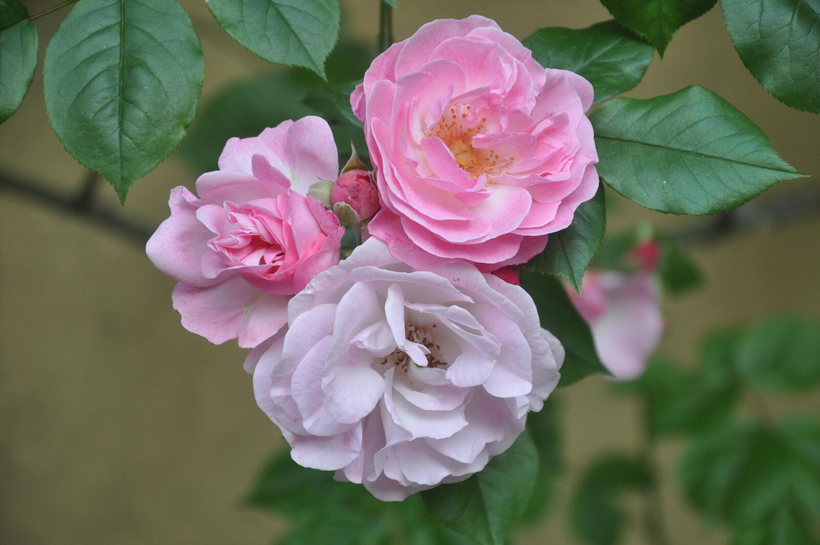Обои флора три розы розовые розы на рабочий стол