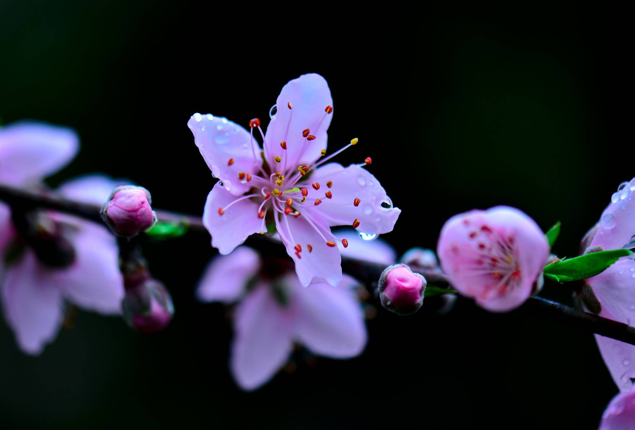 Wallpapers Cherry blossoms macro on the desktop