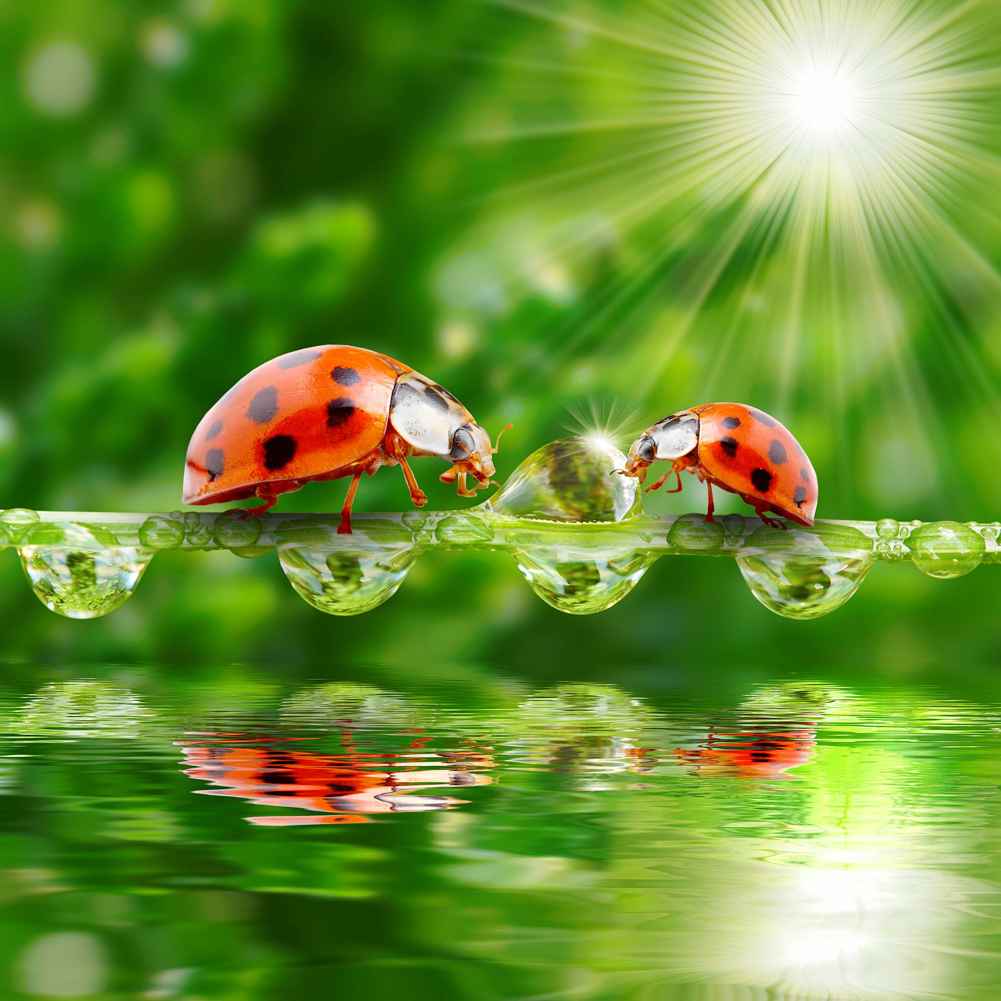 Wallpapers dew water ladybugs on the desktop