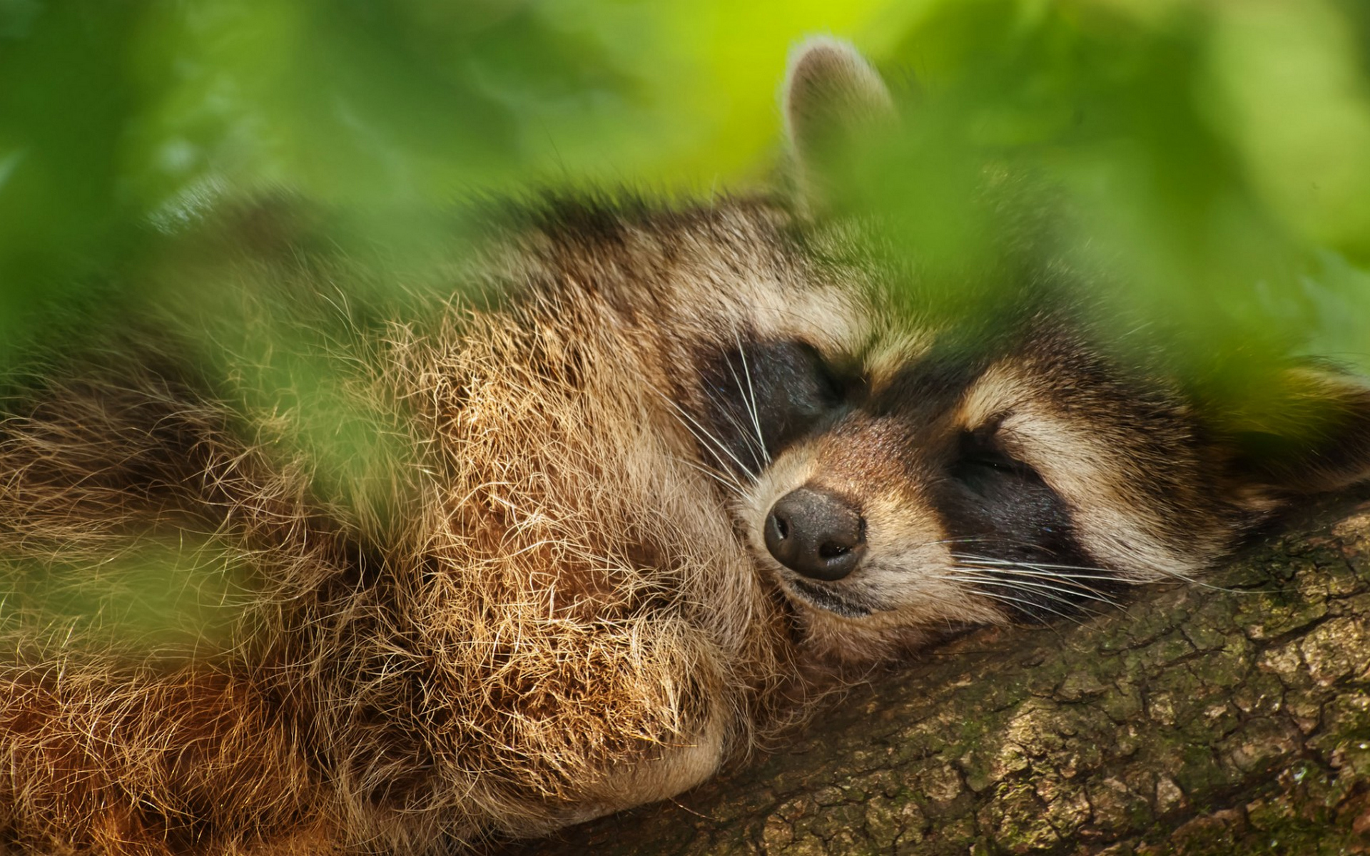 Wallpapers raccoon sleeping muzzle on the desktop
