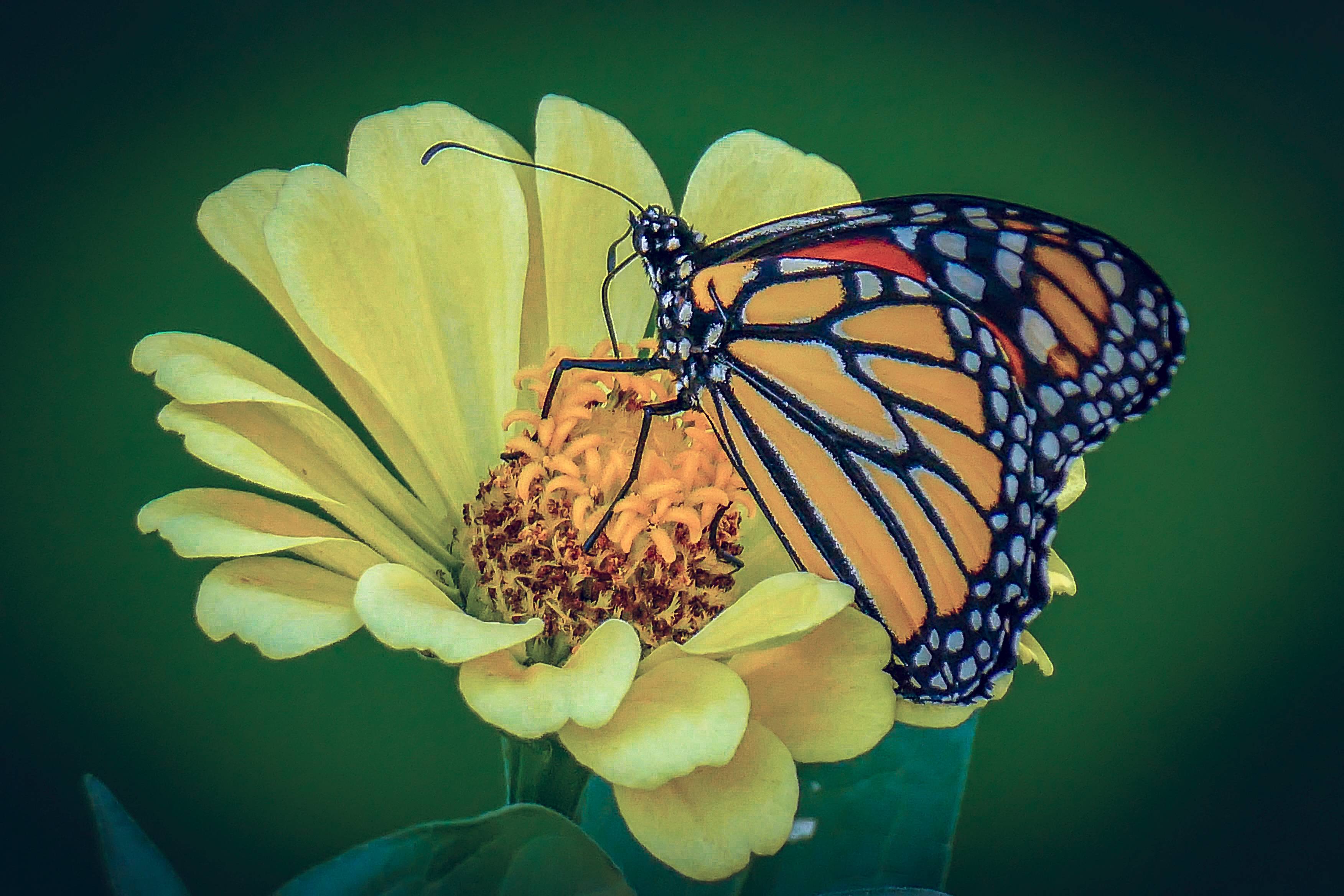 Wallpapers yellow flower butterfly insects on the desktop