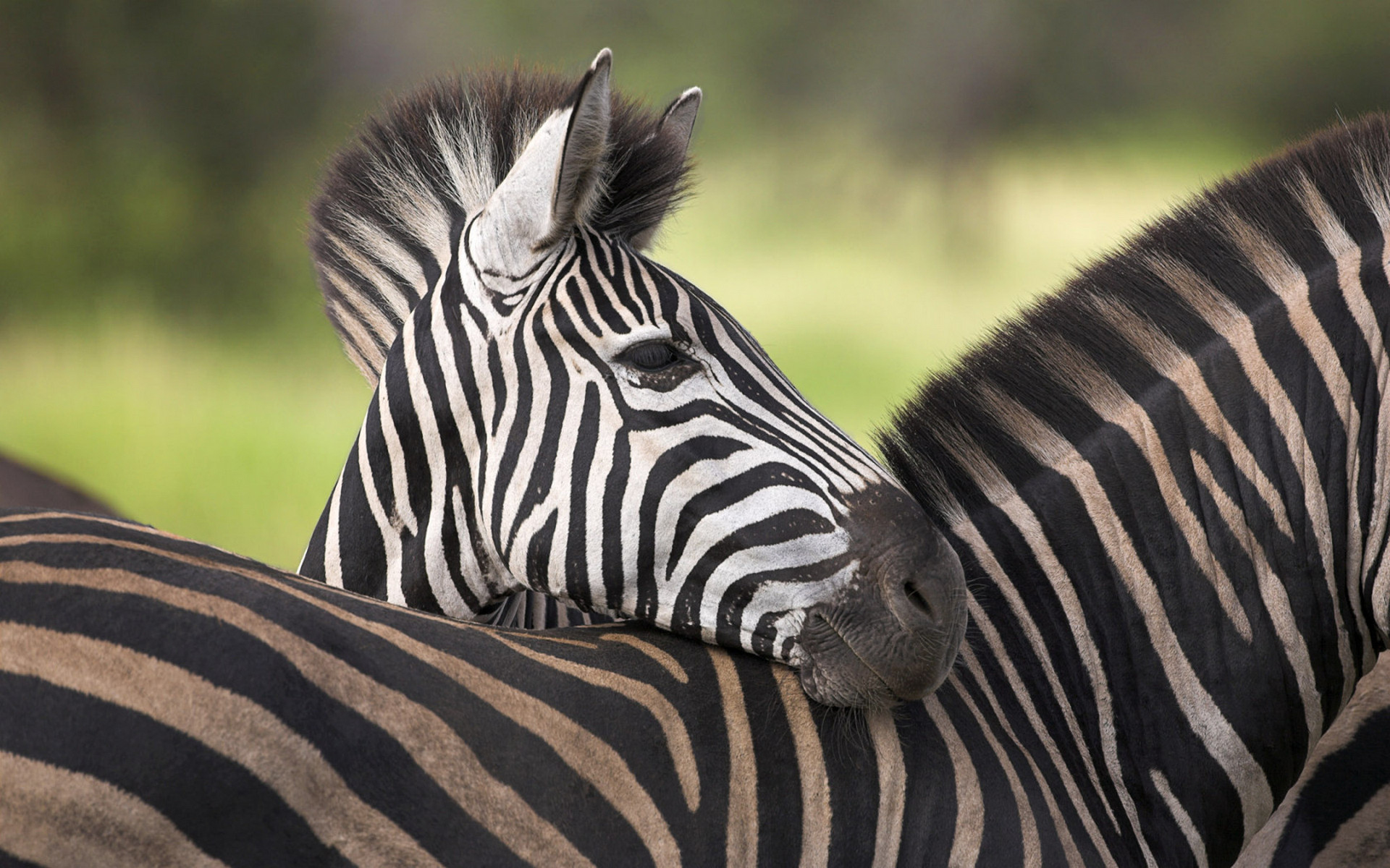 Фото бесплатно зебры, окрас, полосы
