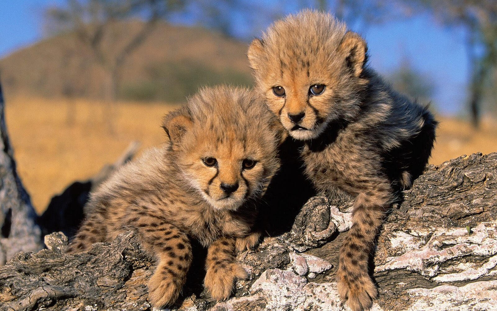 Wallpapers cheetahs kittens pair on the desktop