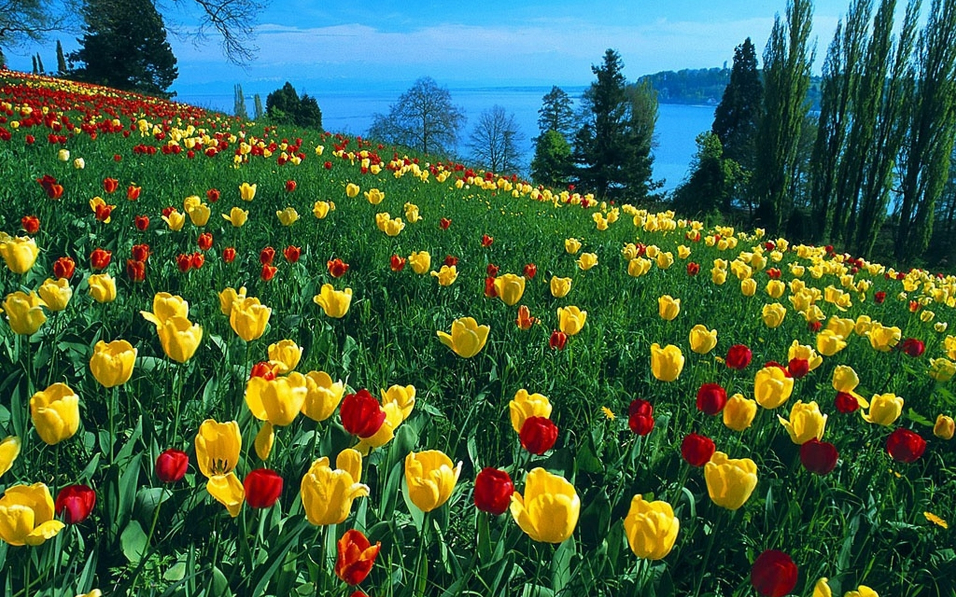 природа цветы желтые тюльпаны поле nature flowers yellow tulips field бесплатно