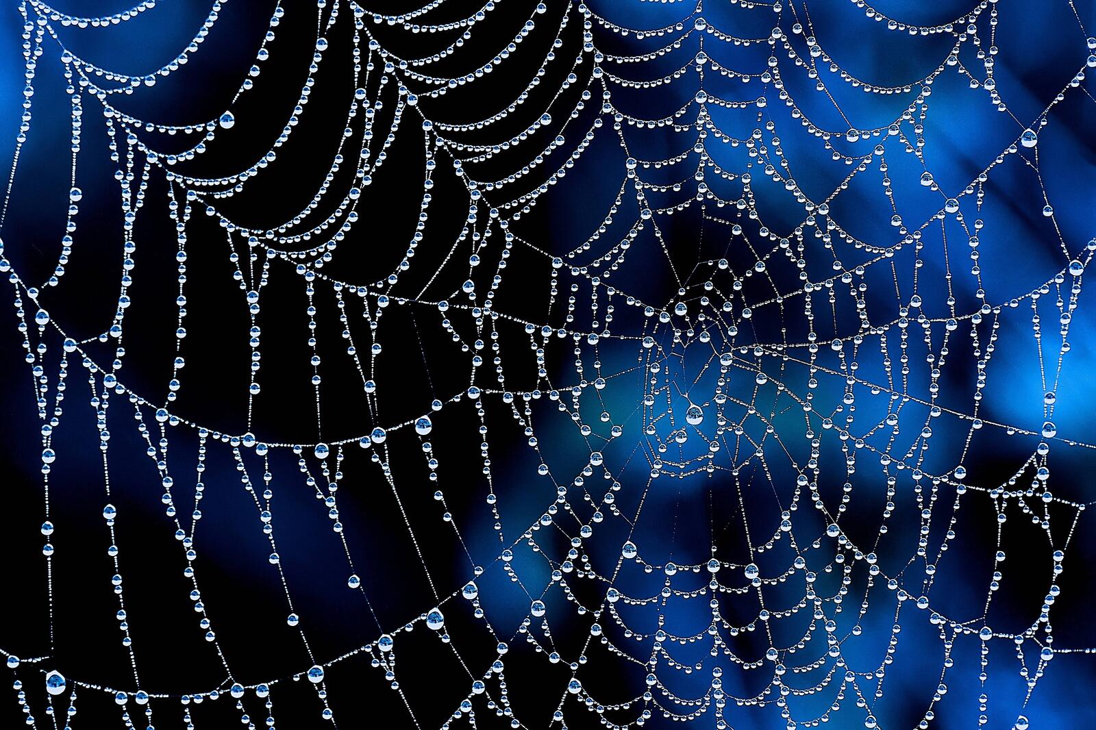 Wallpapers spider web dew macro on the desktop