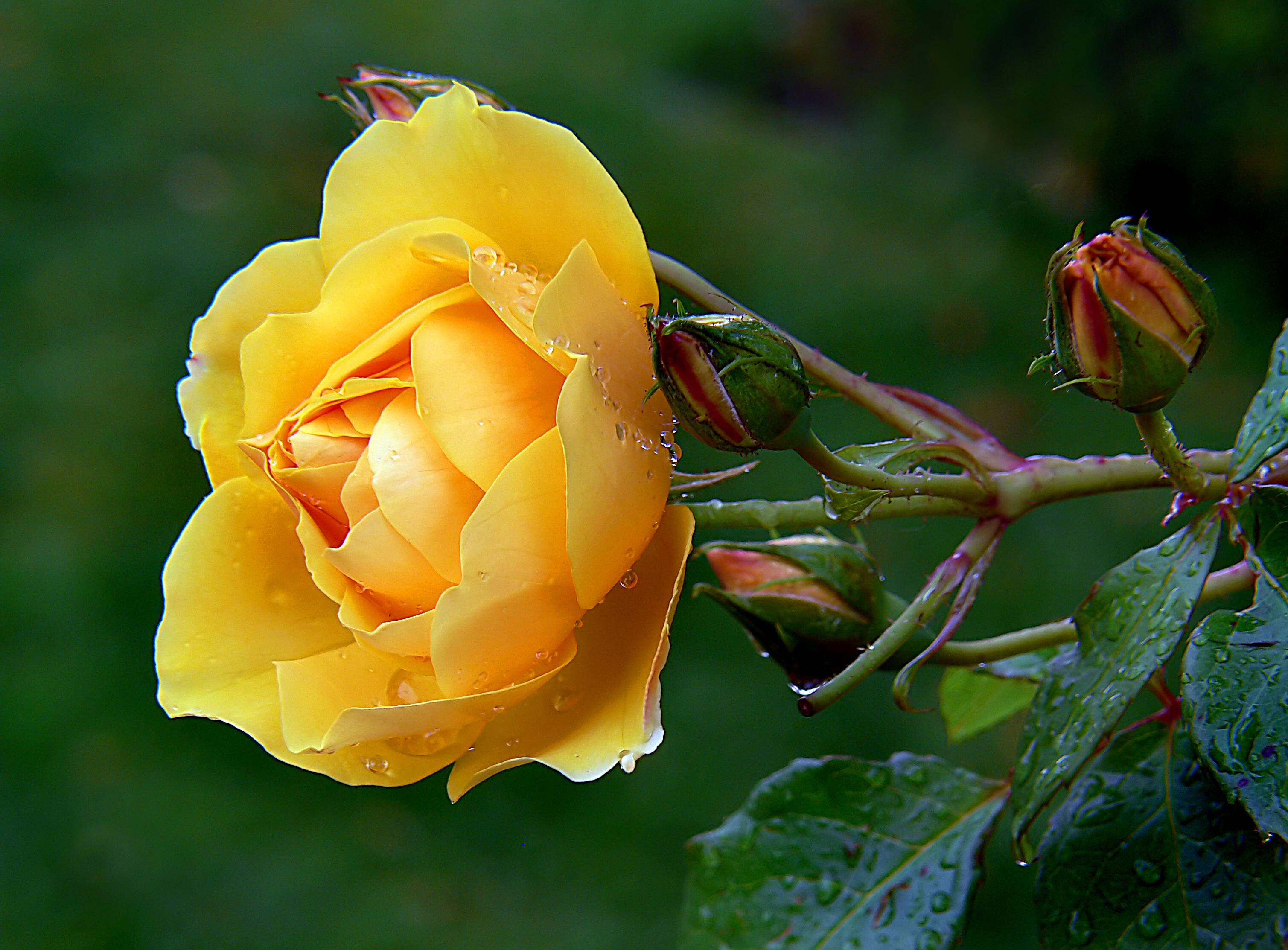 Фото бесплатно роза, розы, желтые цветы