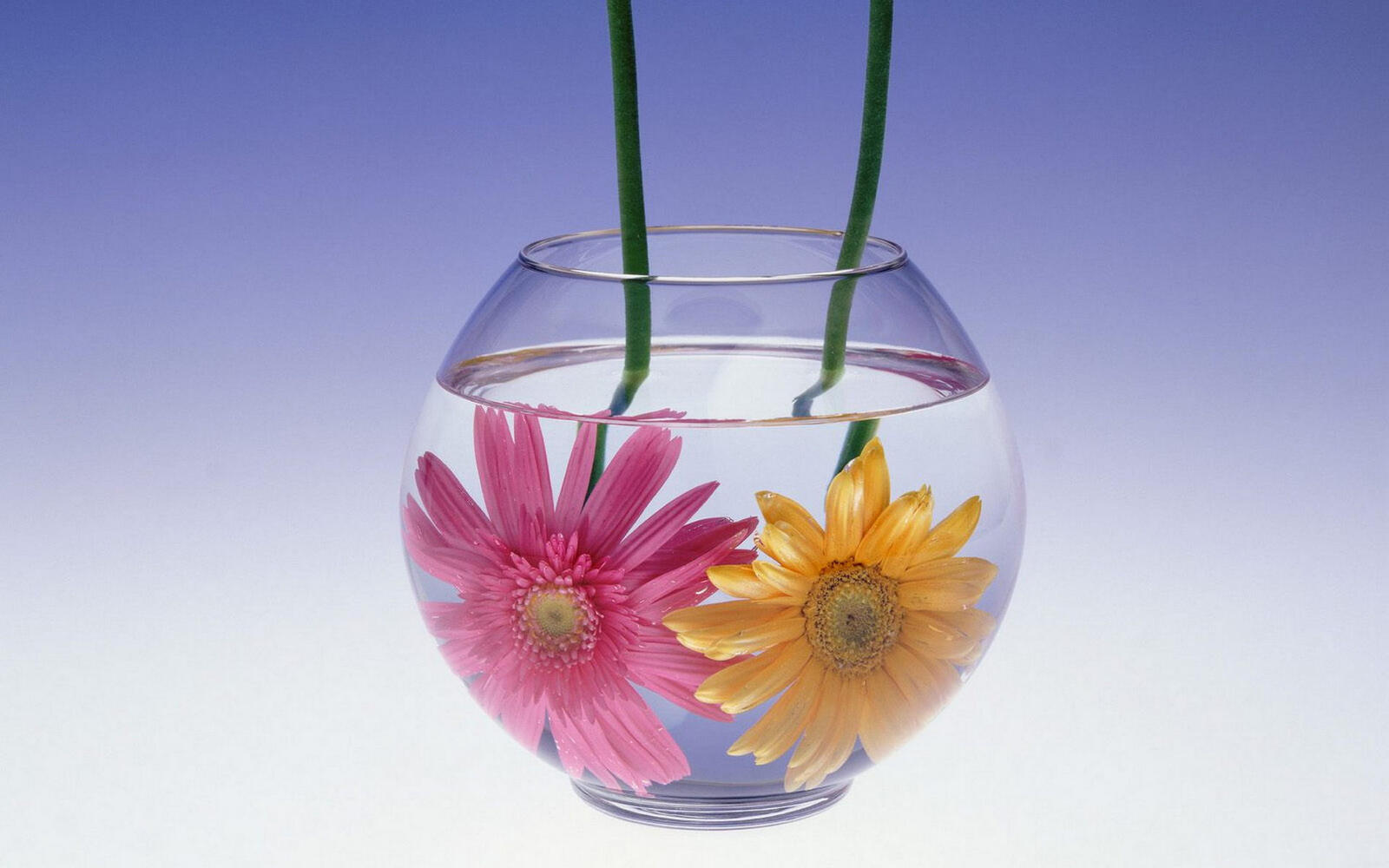 Обои аквариум вода цветы на рабочий стол