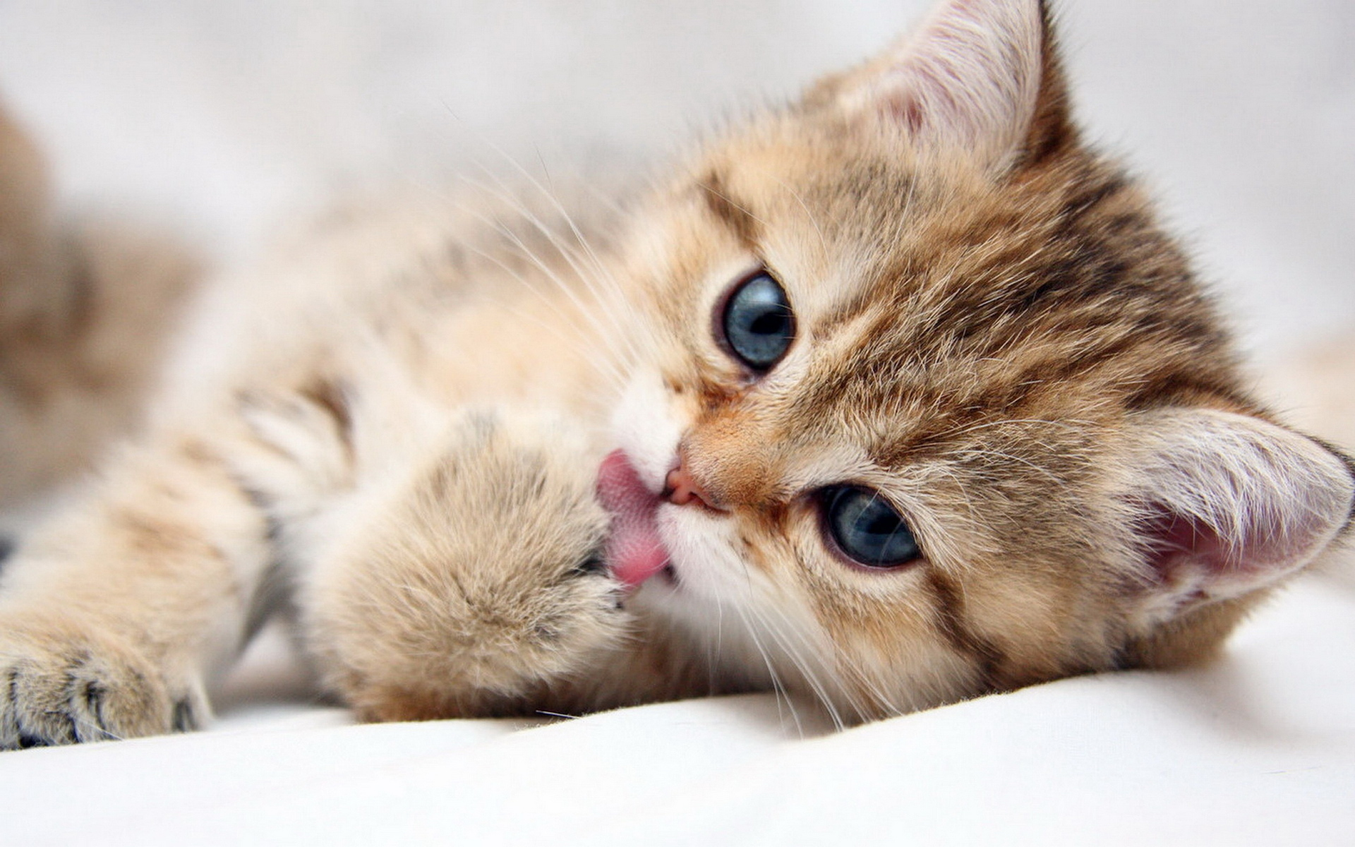 Wallpapers kitten muzzle tongue on the desktop
