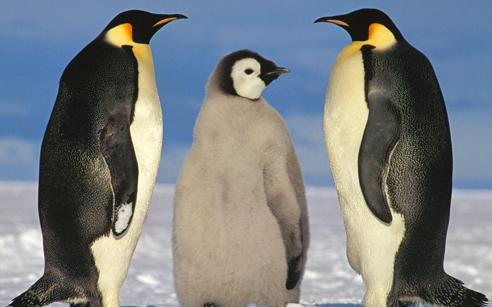 Обои пингвины птенец пух на рабочий стол
