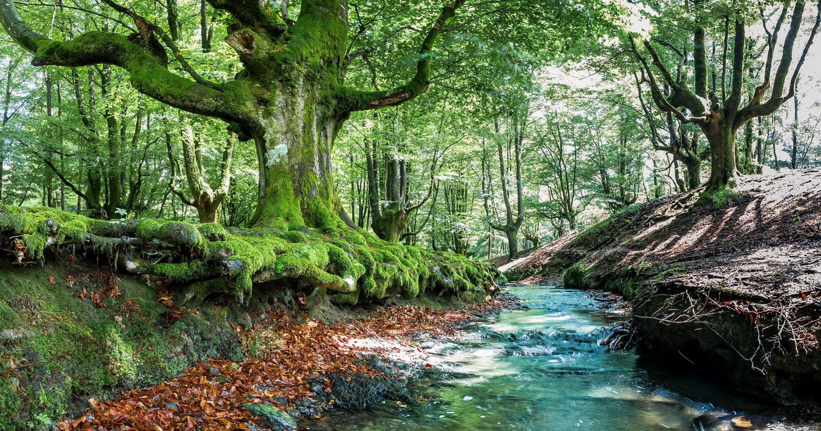 Wallpapers trees small river Bizkaia on the desktop