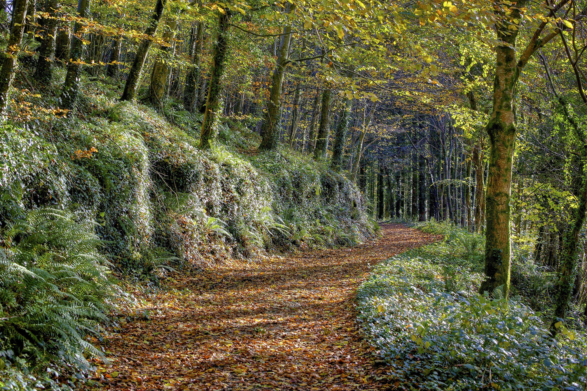 Wallpapers trail landscape forest path on the desktop
