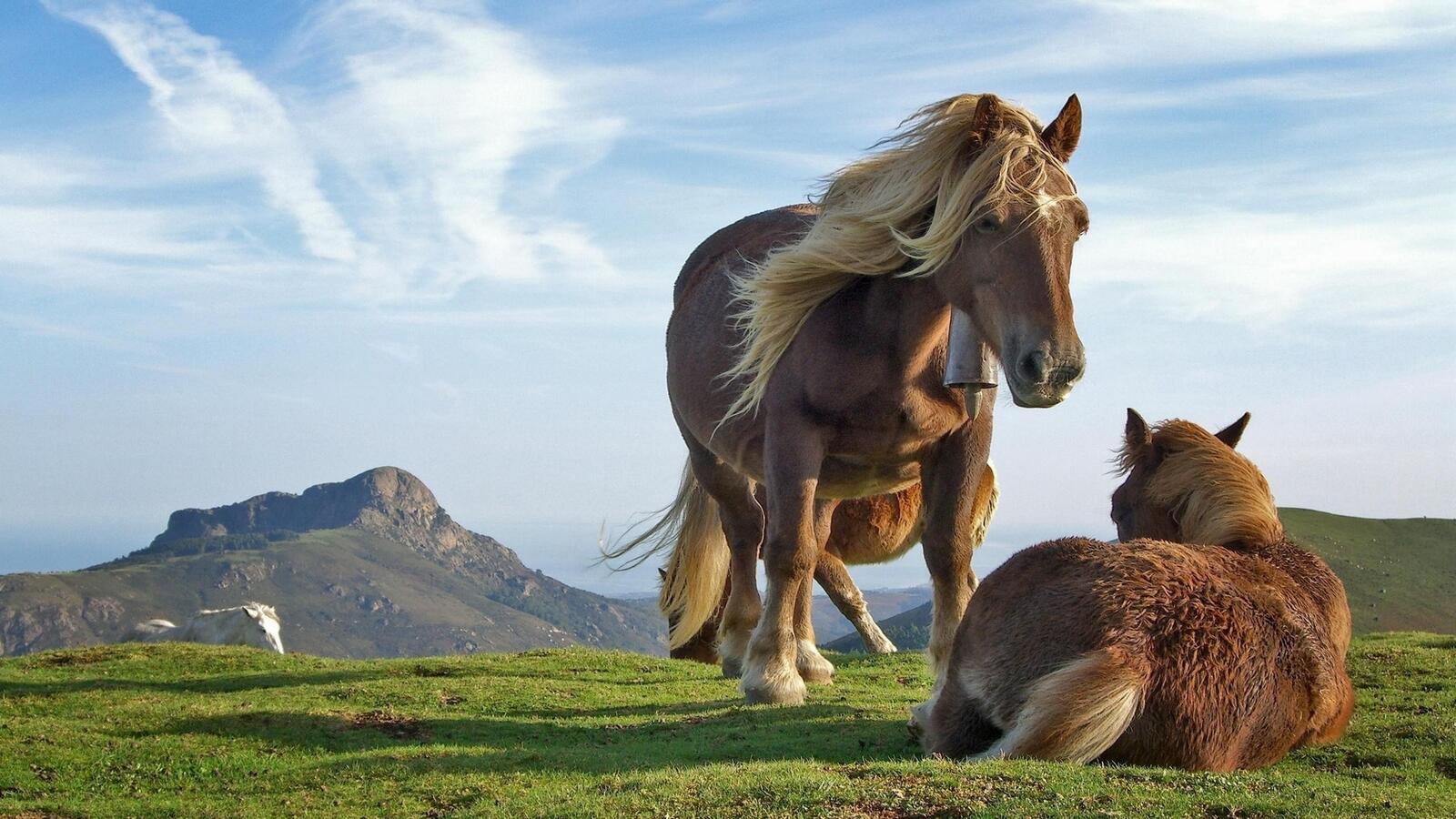 Wallpapers horse botalo foals on the desktop