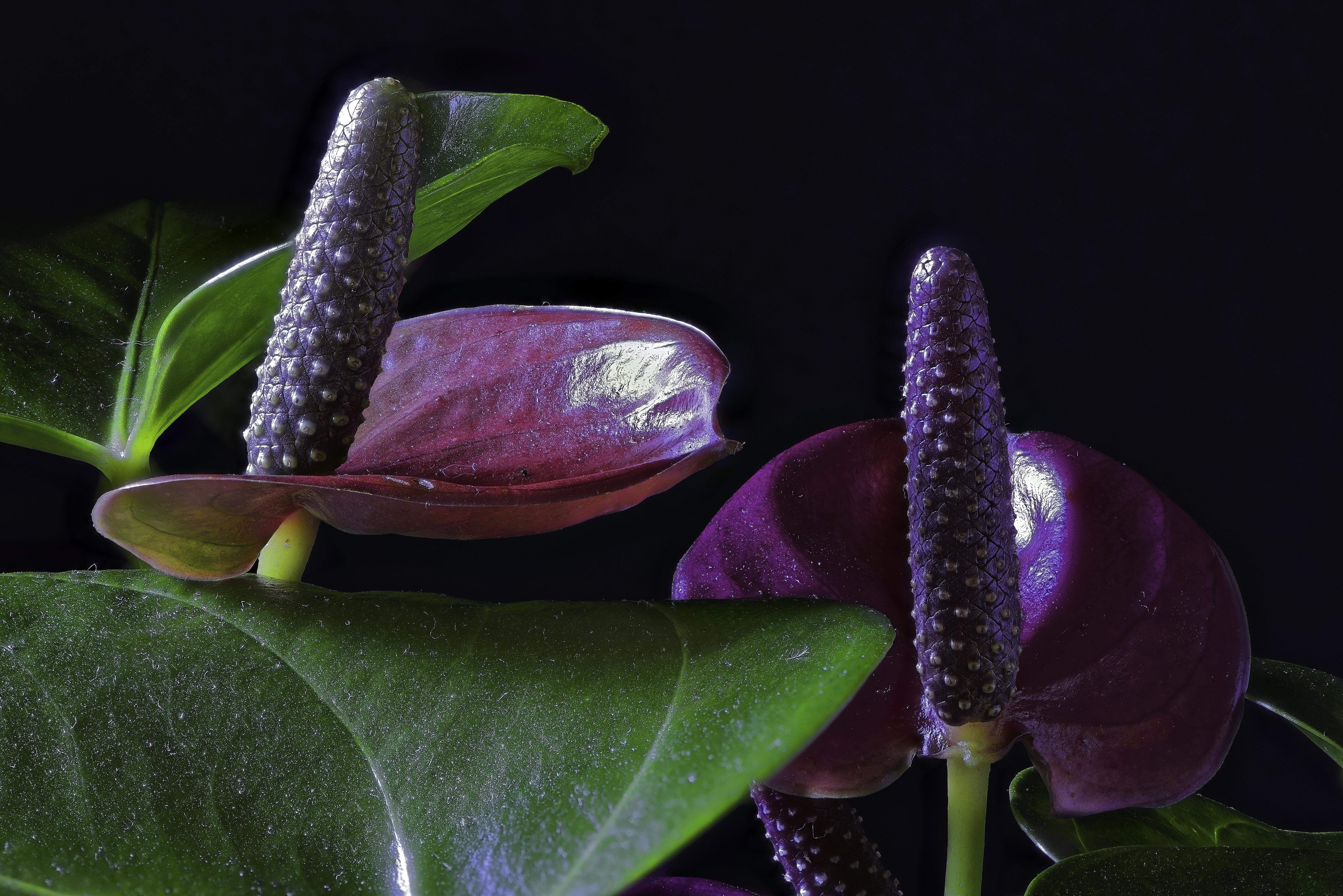 桌面上的壁纸植物群 紫色马蹄莲 栽种