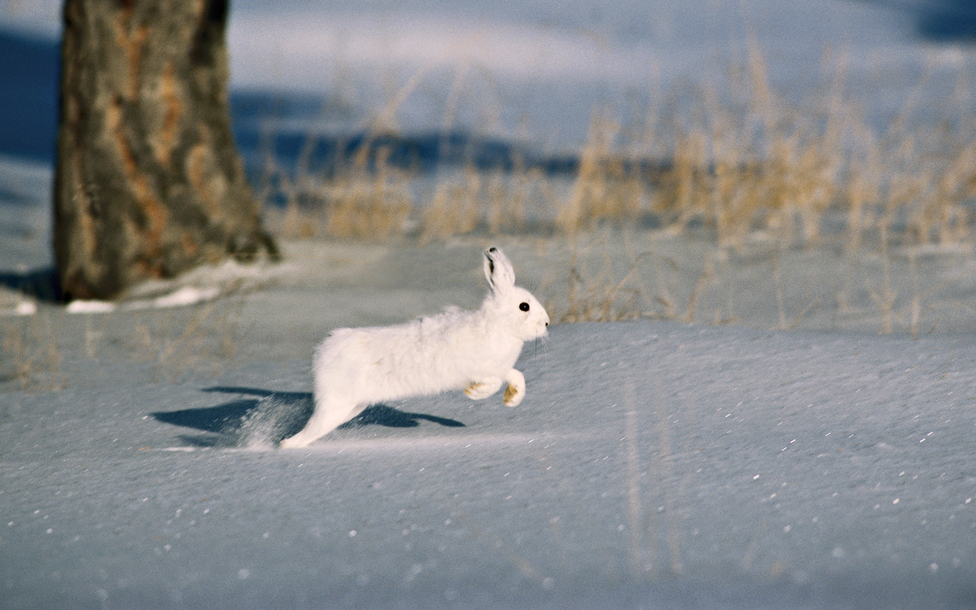 桌面上的壁纸冬季 雪 野兔
