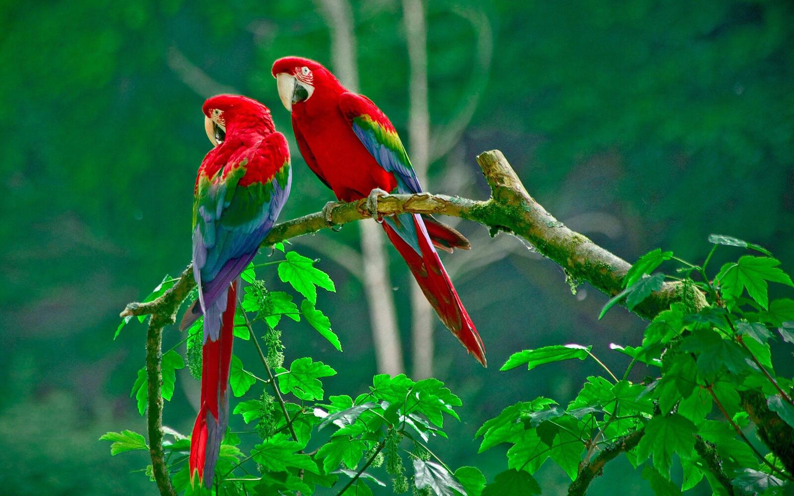 Обои попугаи ветка джунгли на рабочий стол