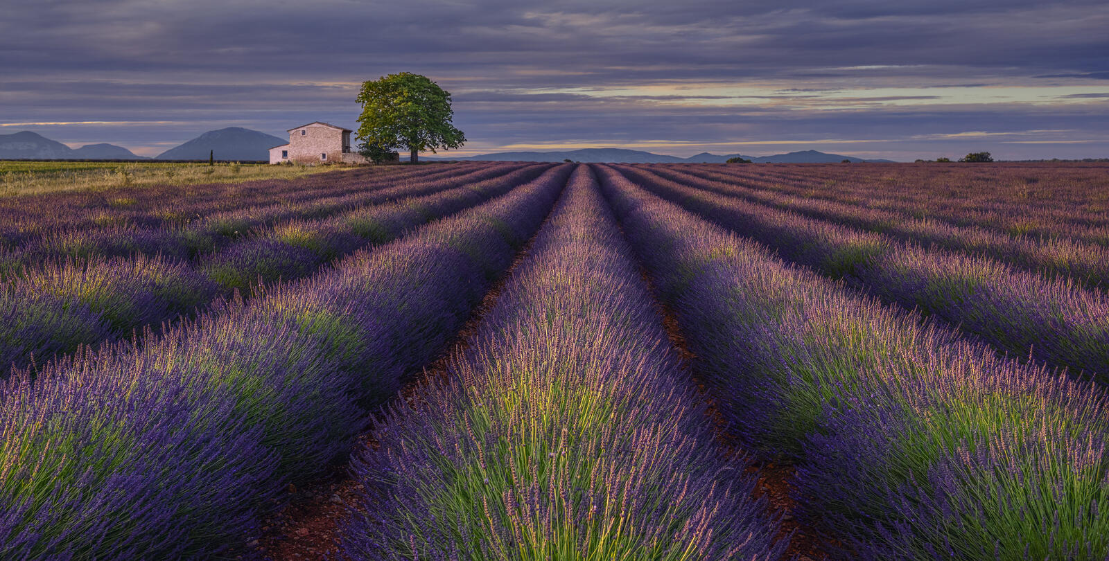 Wallpapers France lavender field on the desktop