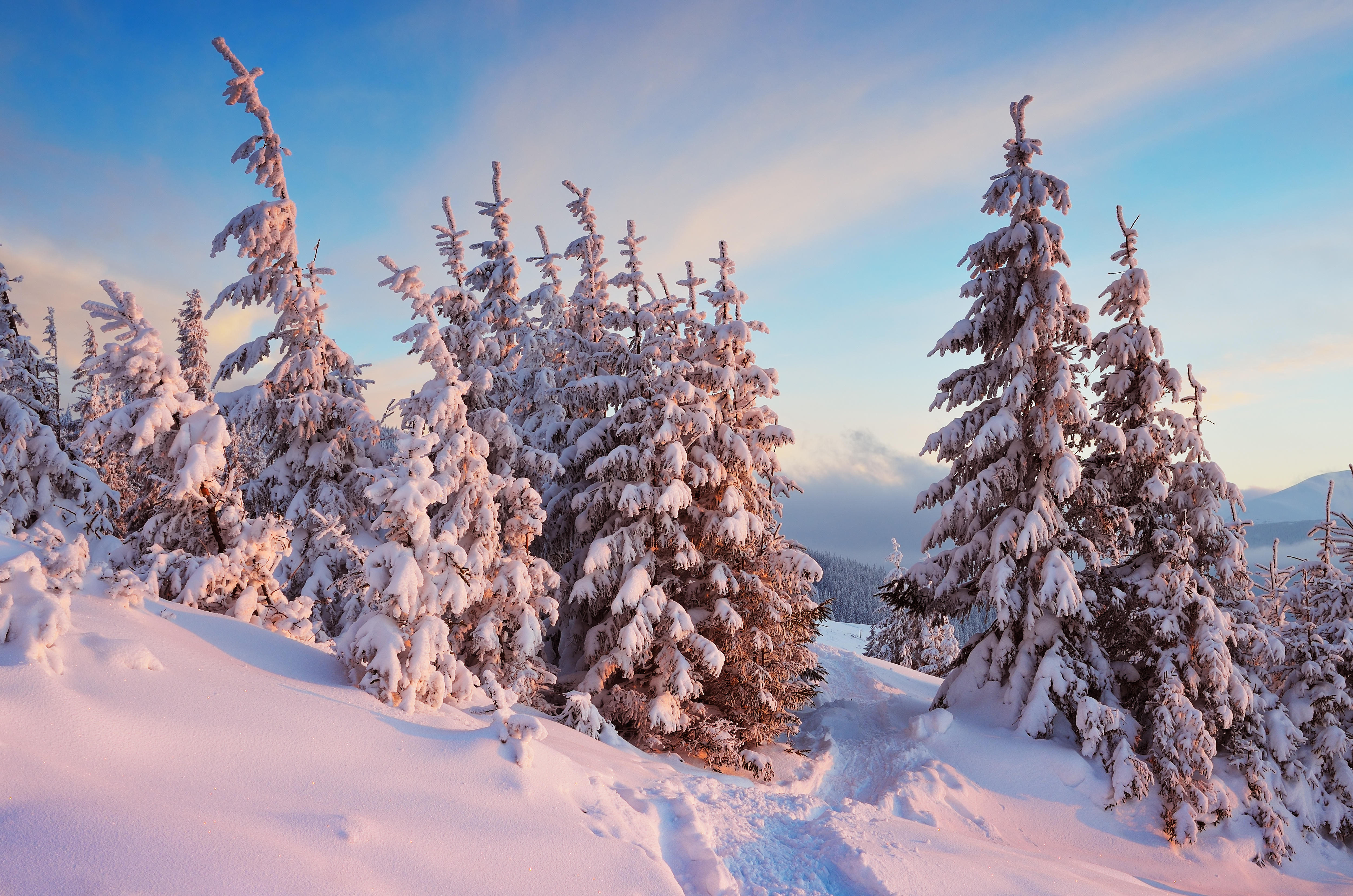 Wallpapers large drifts trees landscapes on the desktop