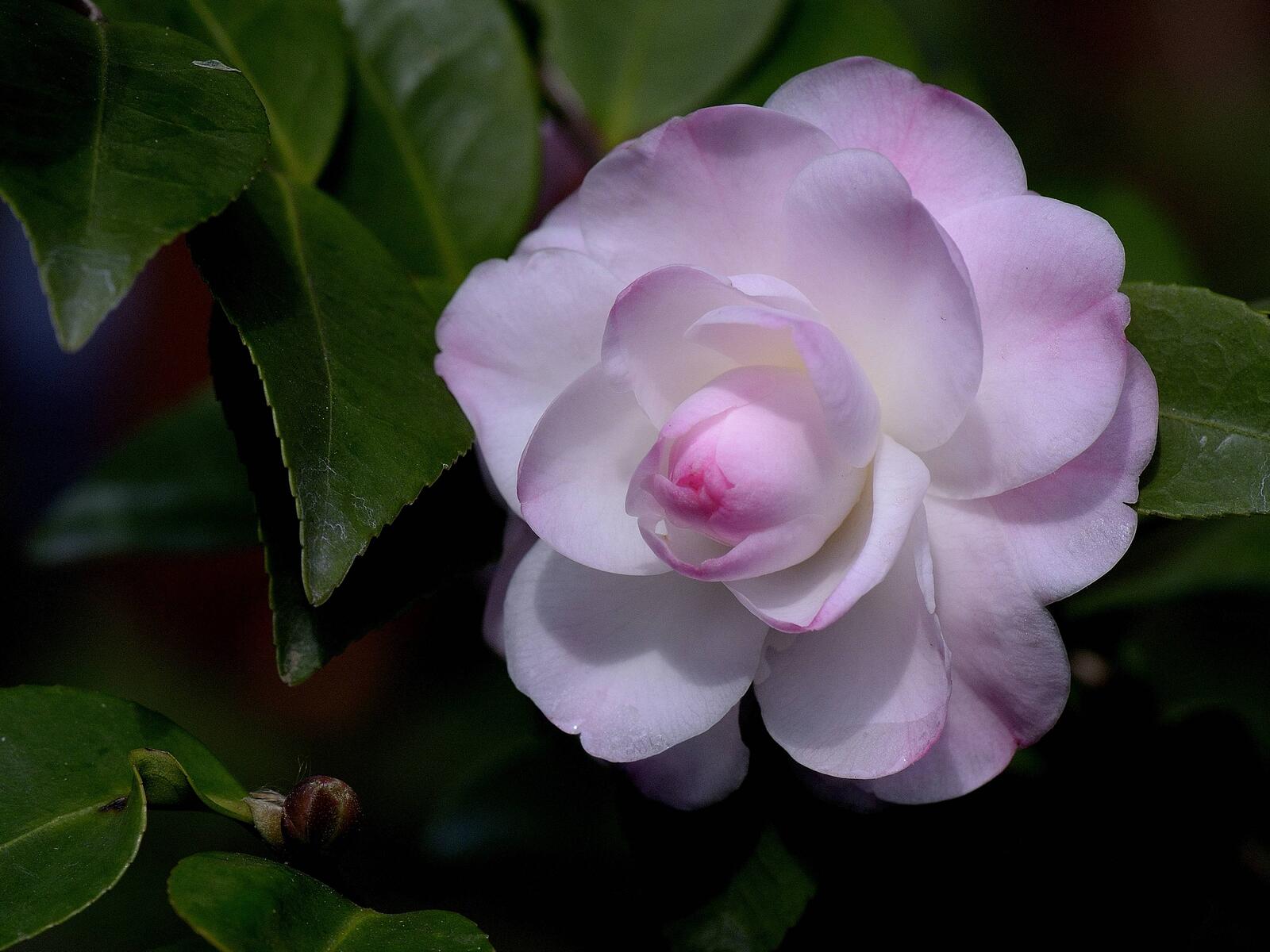 Wallpapers white bud flowers camellia on the desktop