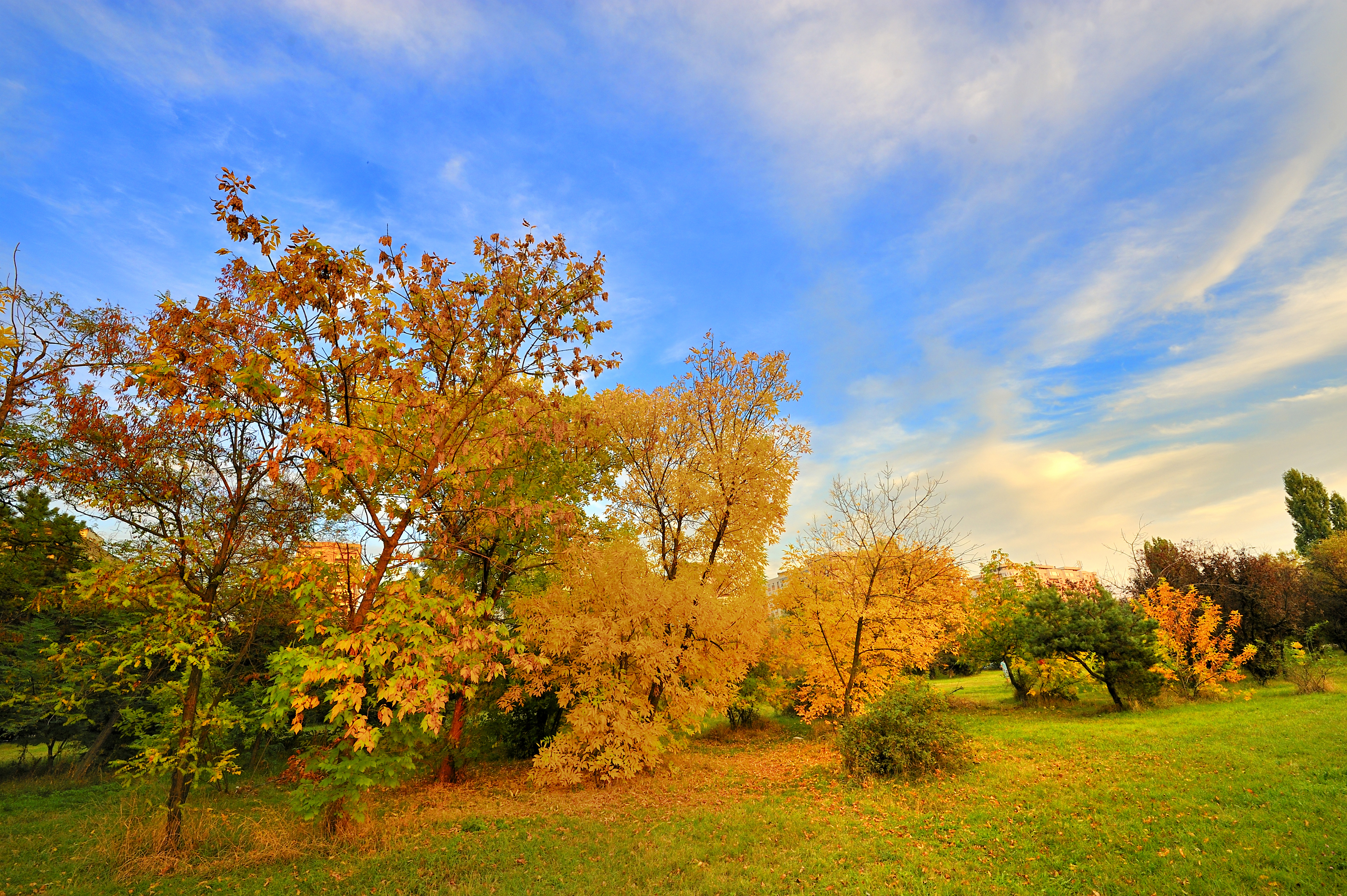 Фото бесплатно желтые листья, поле, деревья