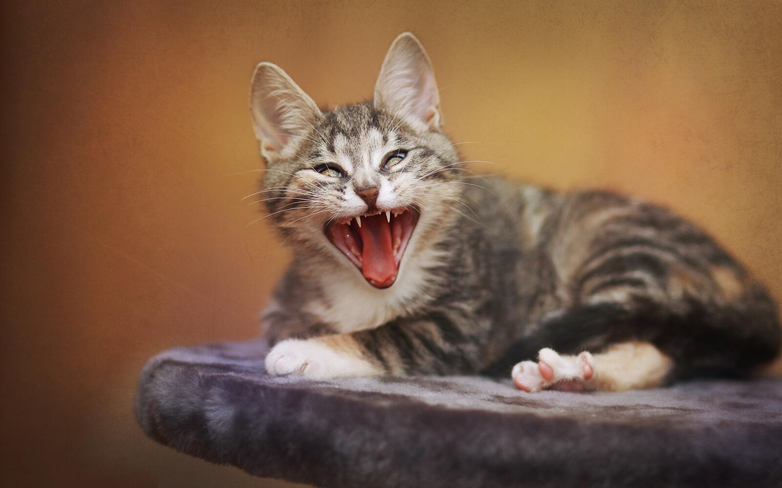 Wallpapers yawning cat ears teeth on the desktop