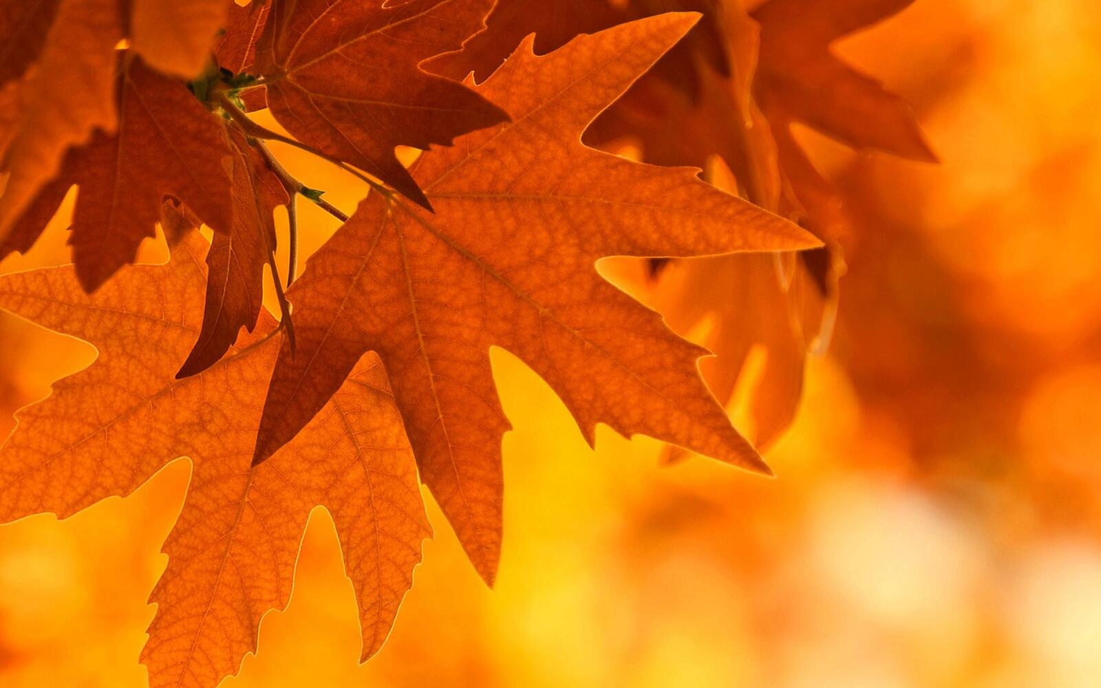 Обои листья клена осень природа на рабочий стол