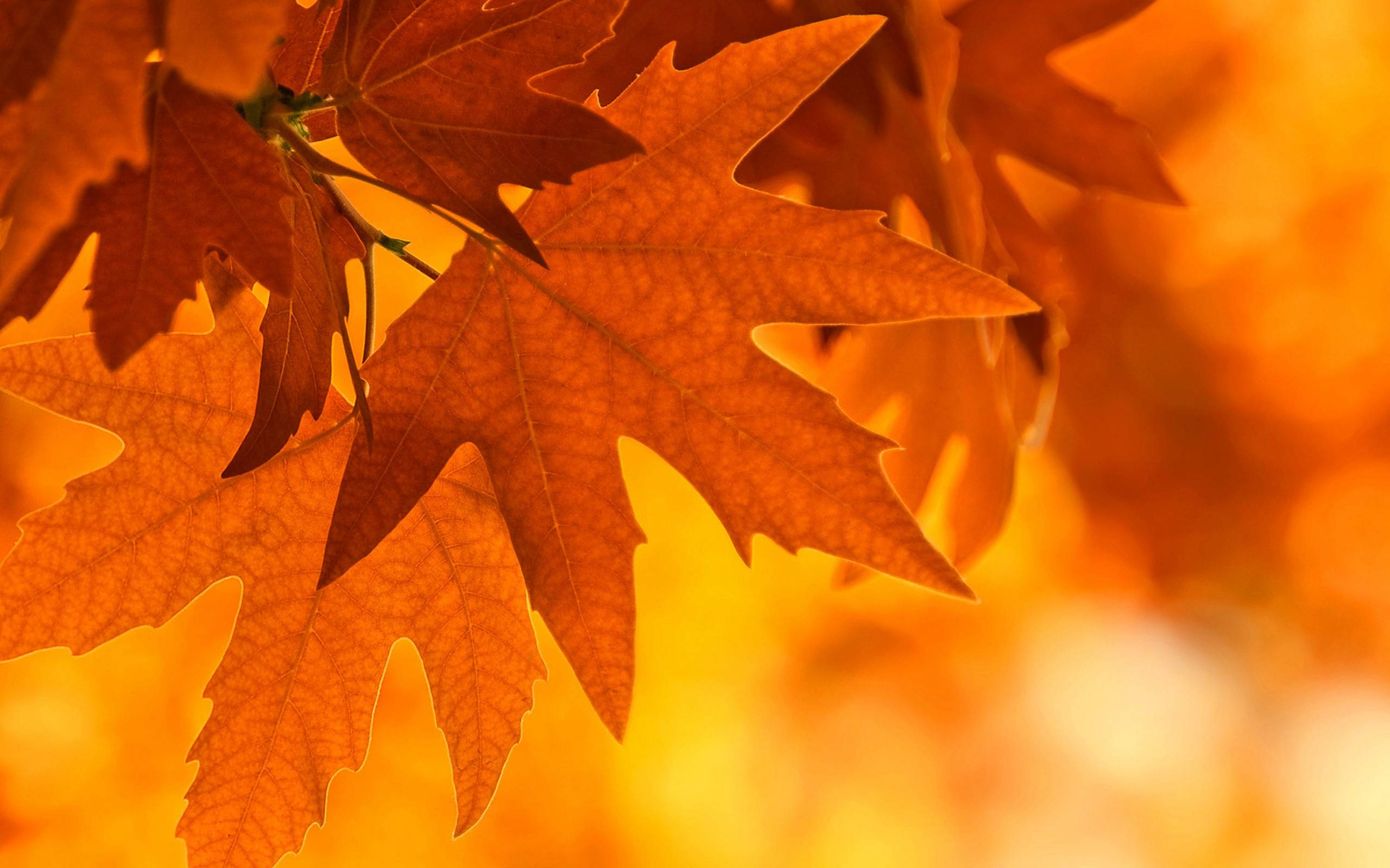 Wallpapers maple leaves autumn nature on the desktop